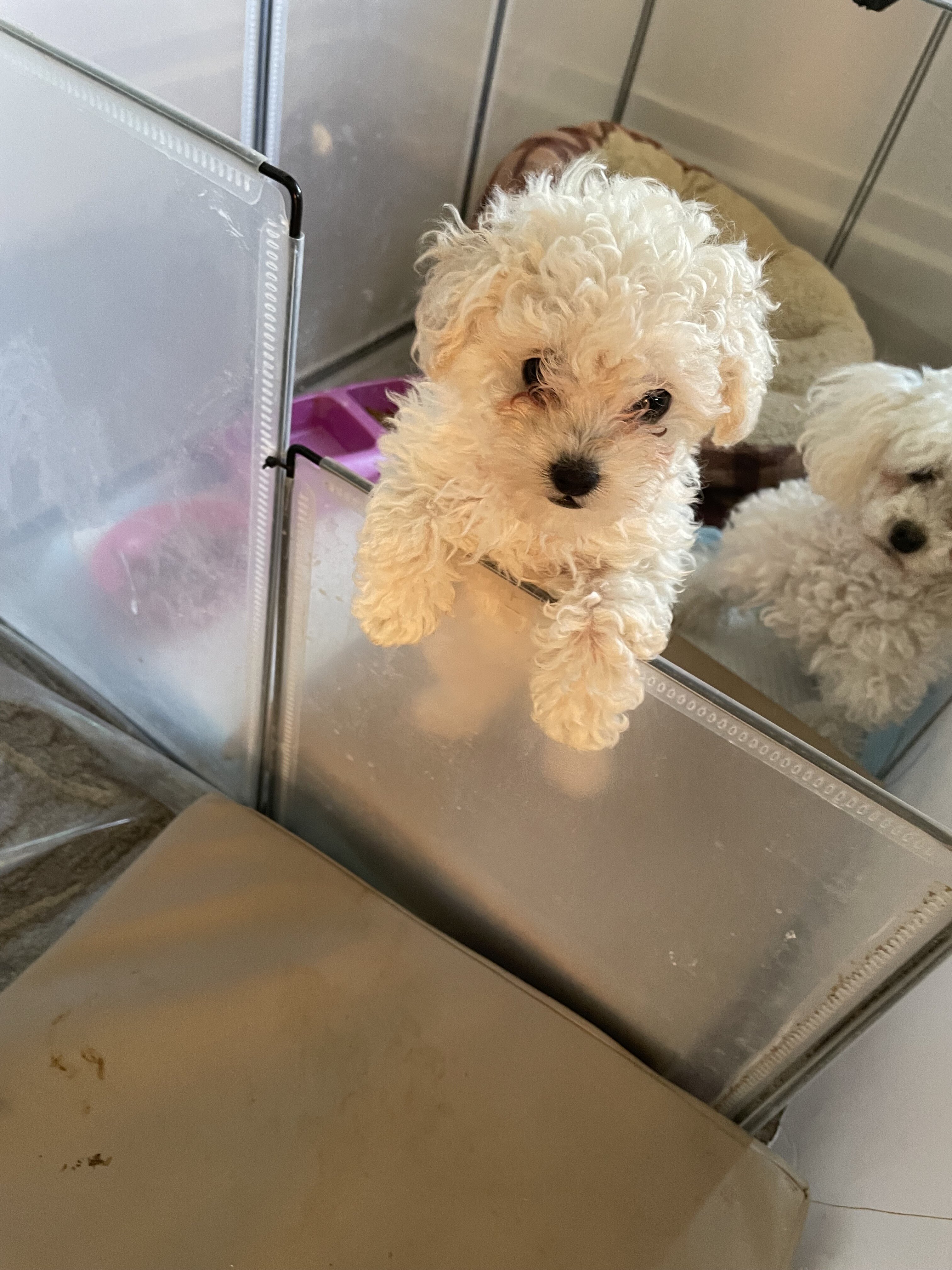 Toy Poodle image 1