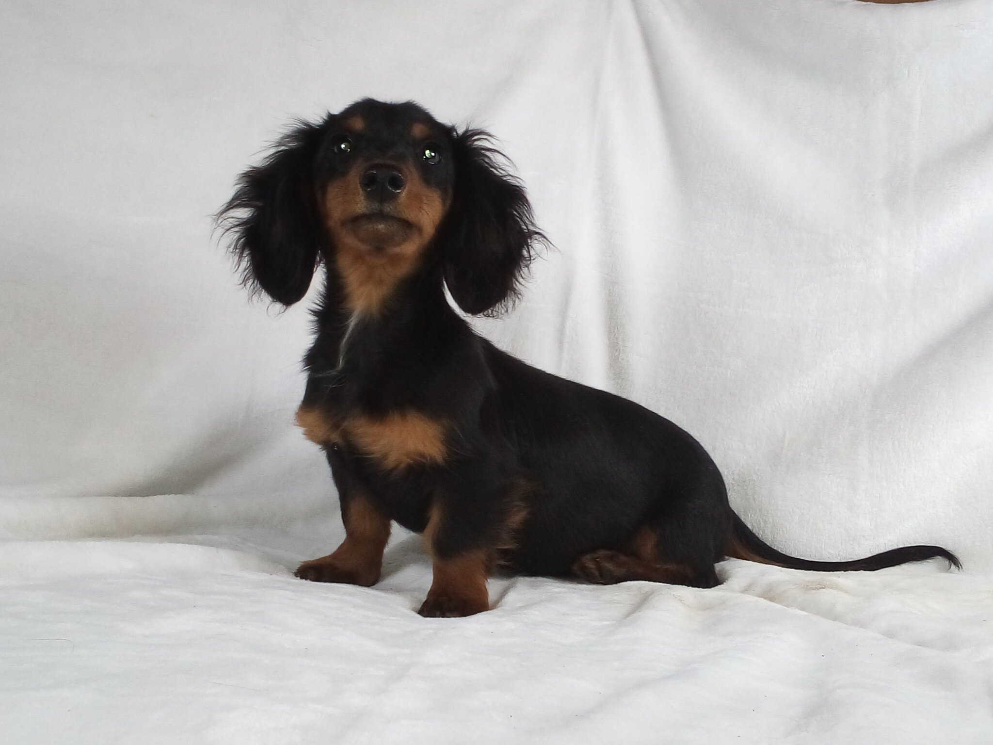 Black and Tan Piebold Boy image 1