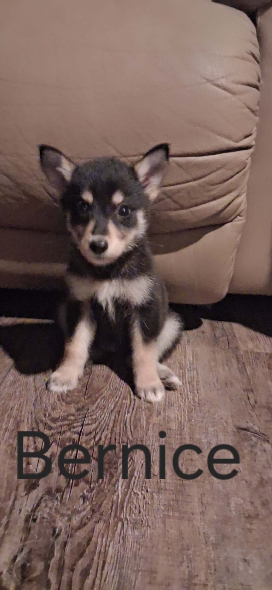 Husky Anatolia shepherd mix pups image 6