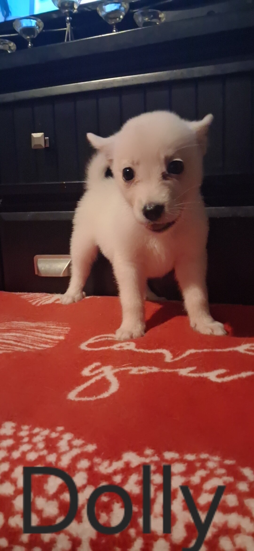 Husky Anatolia shepherd mix pups image 5