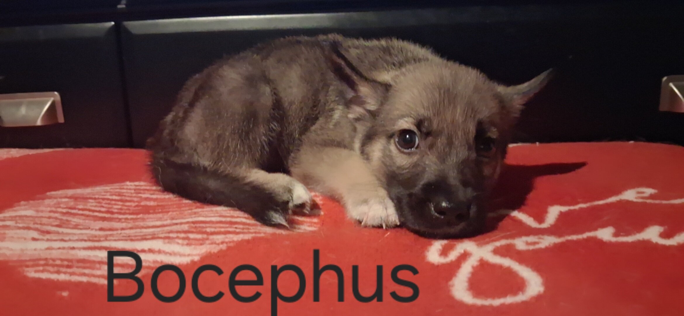 Husky Anatolia shepherd mix pups image 4
