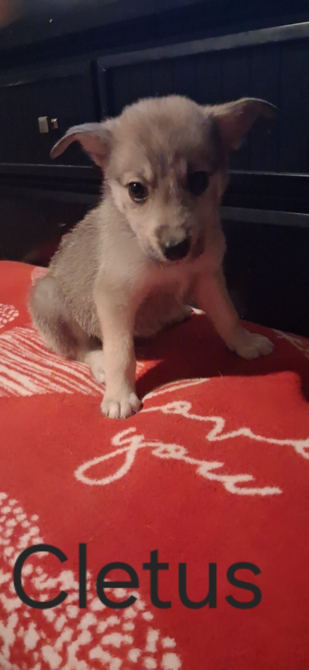 Husky Anatolia shepherd mix pups image 2