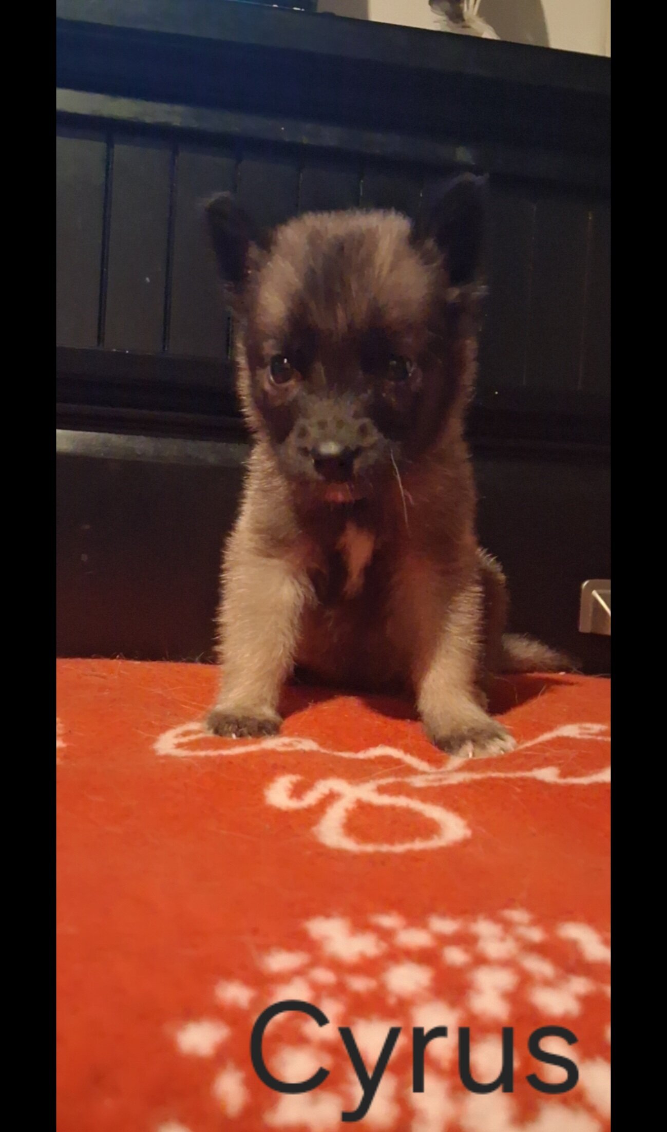 Husky Anatolia shepherd mix pups image 1