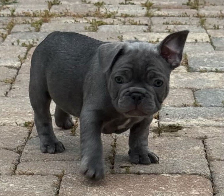 MALE FRENCH BULLDOG - BUDDY image 1