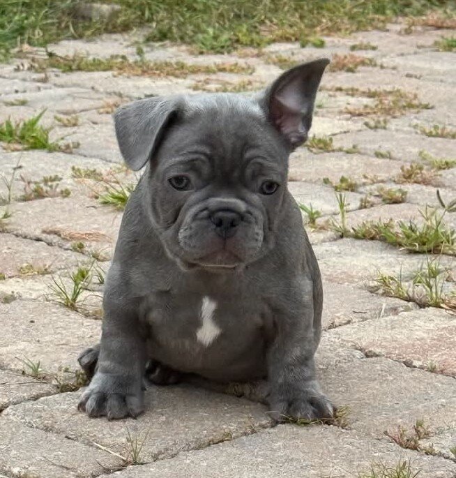 MALE FRENCH BULLDOG - BUDDY image 2