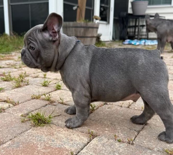 MALE FRENCH BULLDOG - BUDDY image 3