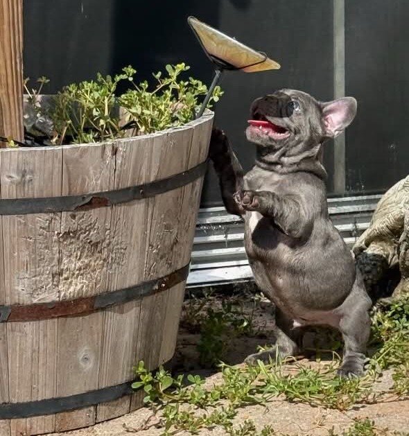 MALE FRENCH BULLDOG - BUDDY image 4