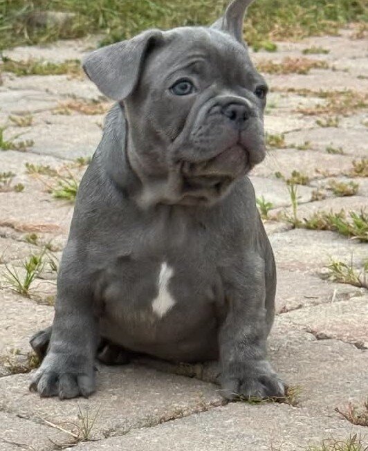 MALE FRENCH BULLDOG - BUDDY image 5