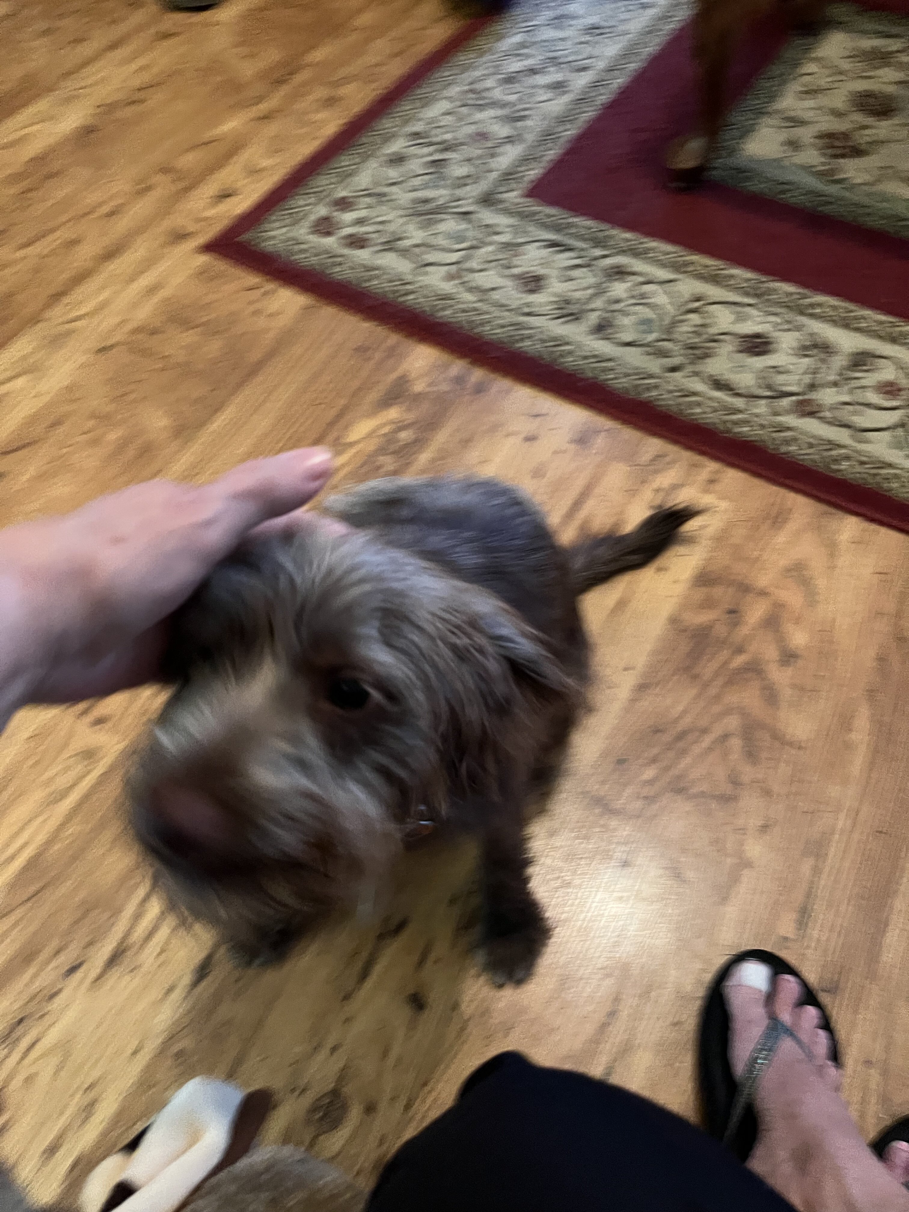 a cocker spaniel image 1