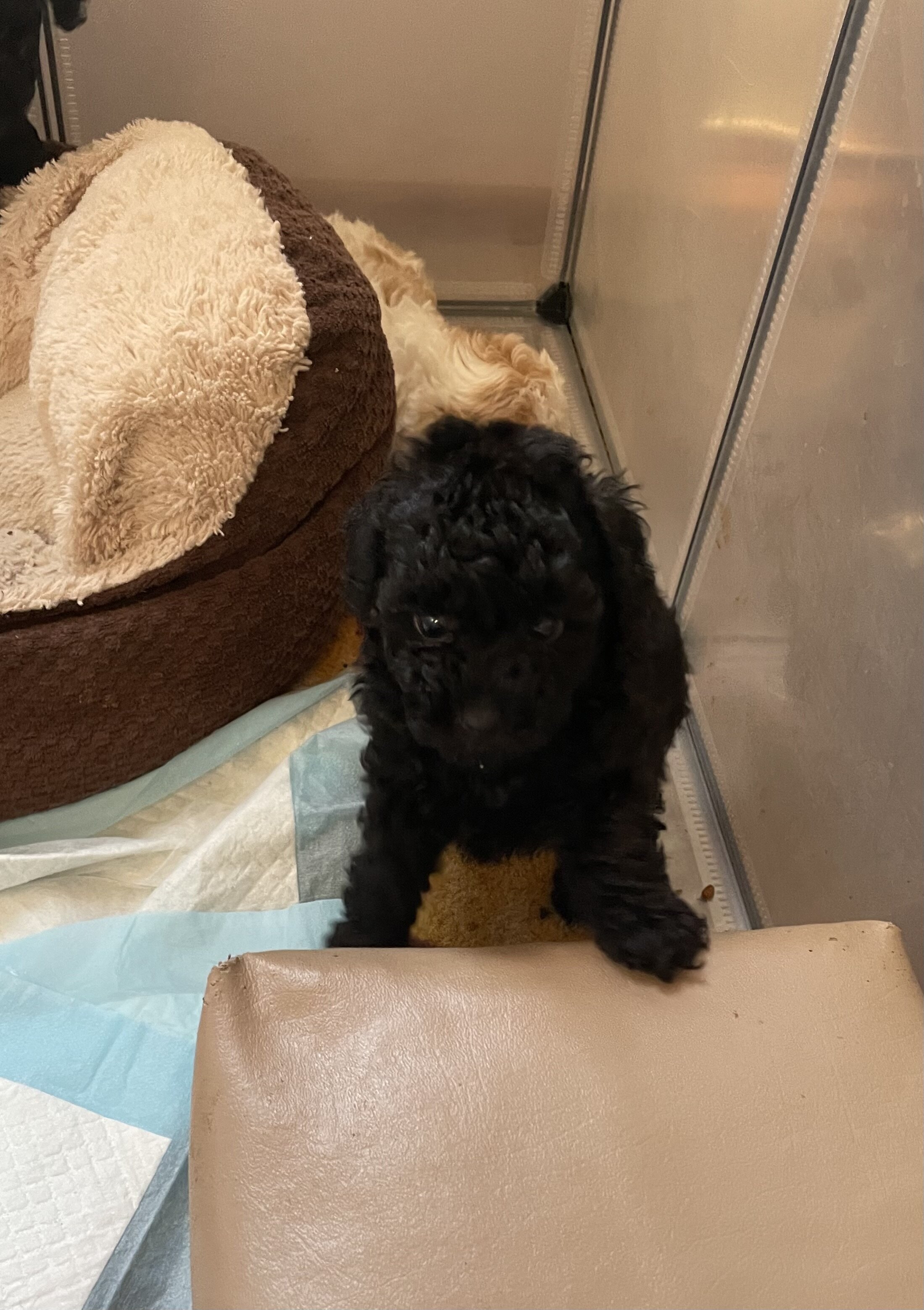 Tiny Toy Poodle image 1