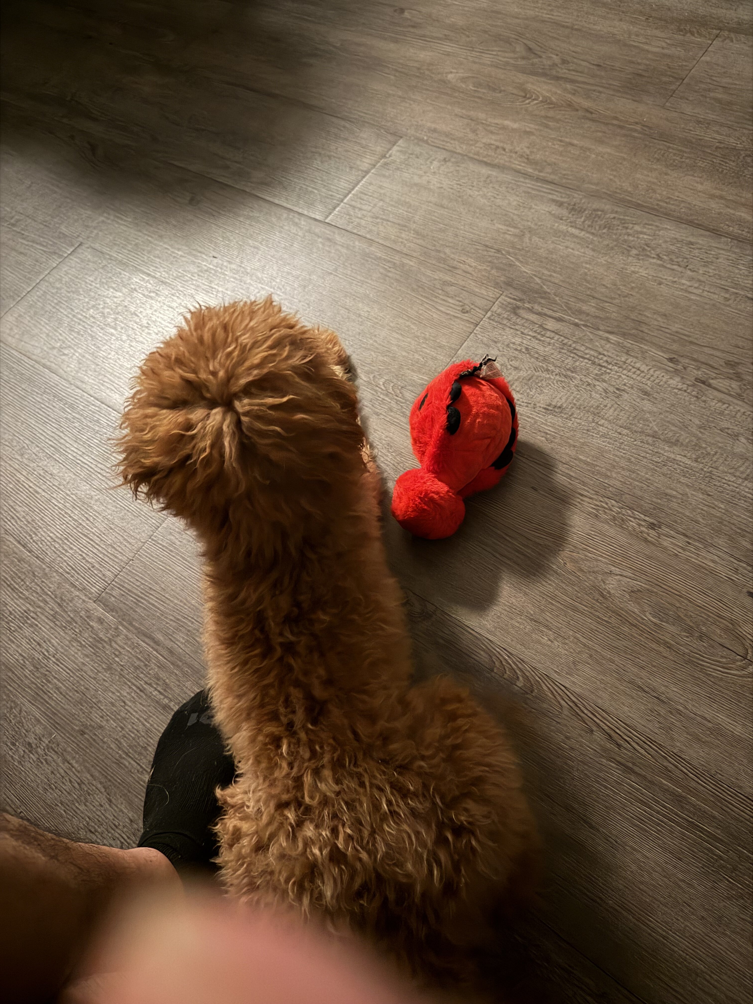 Golden doodle F1B image 3