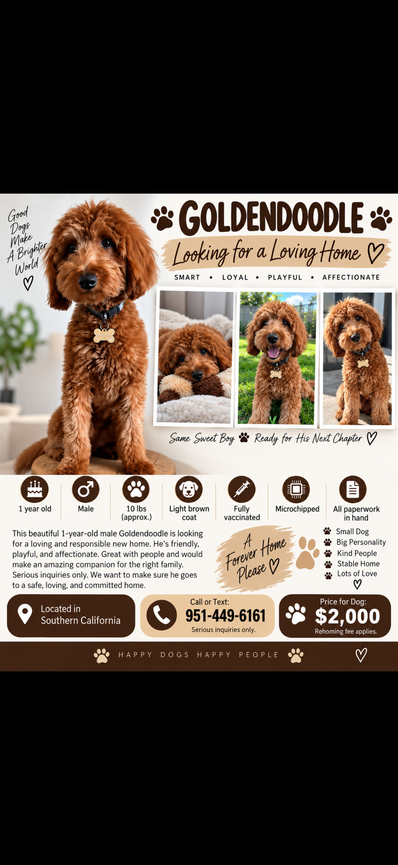 Golden doodle F1B image 2