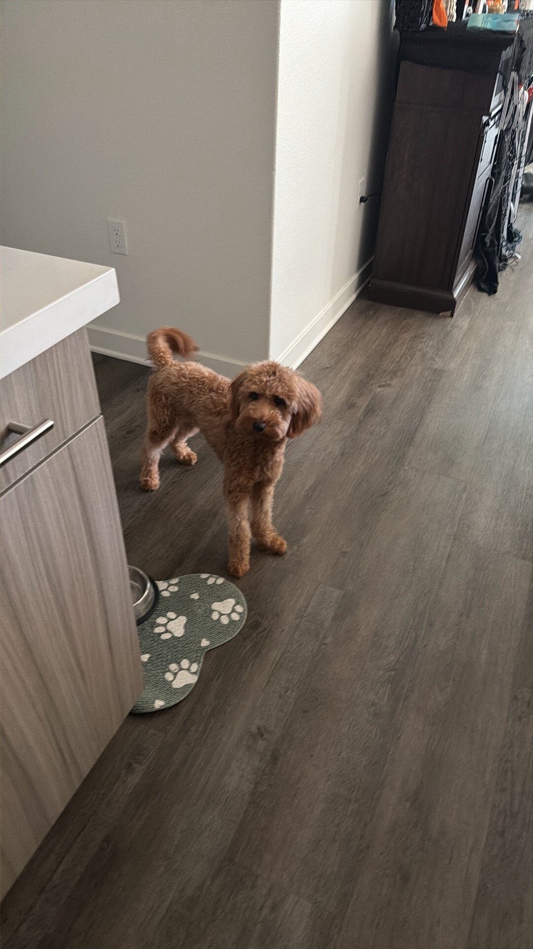 Golden doodle F1B image 1