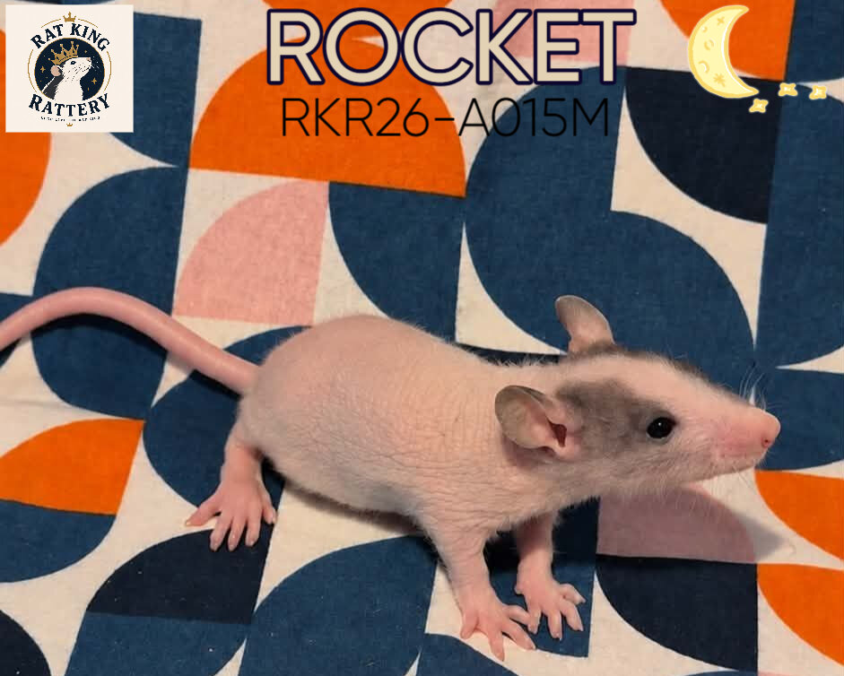 Hairless Pet Rat Male image 1