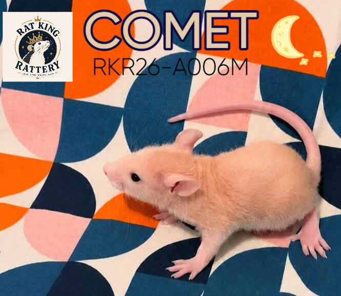 Hairless Pet Rat - Female image 1