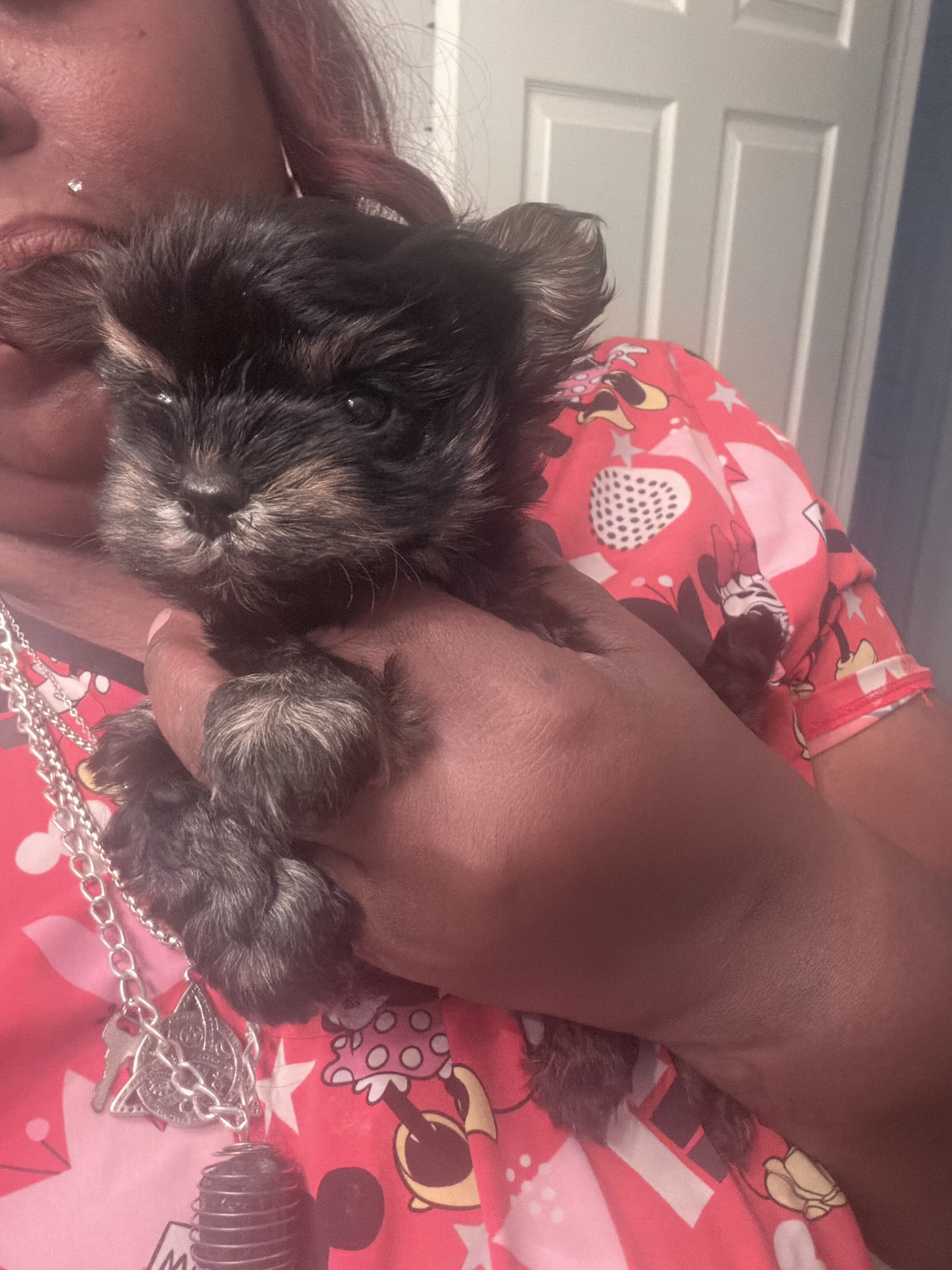 Beautiful more cute puppies for sale image 2