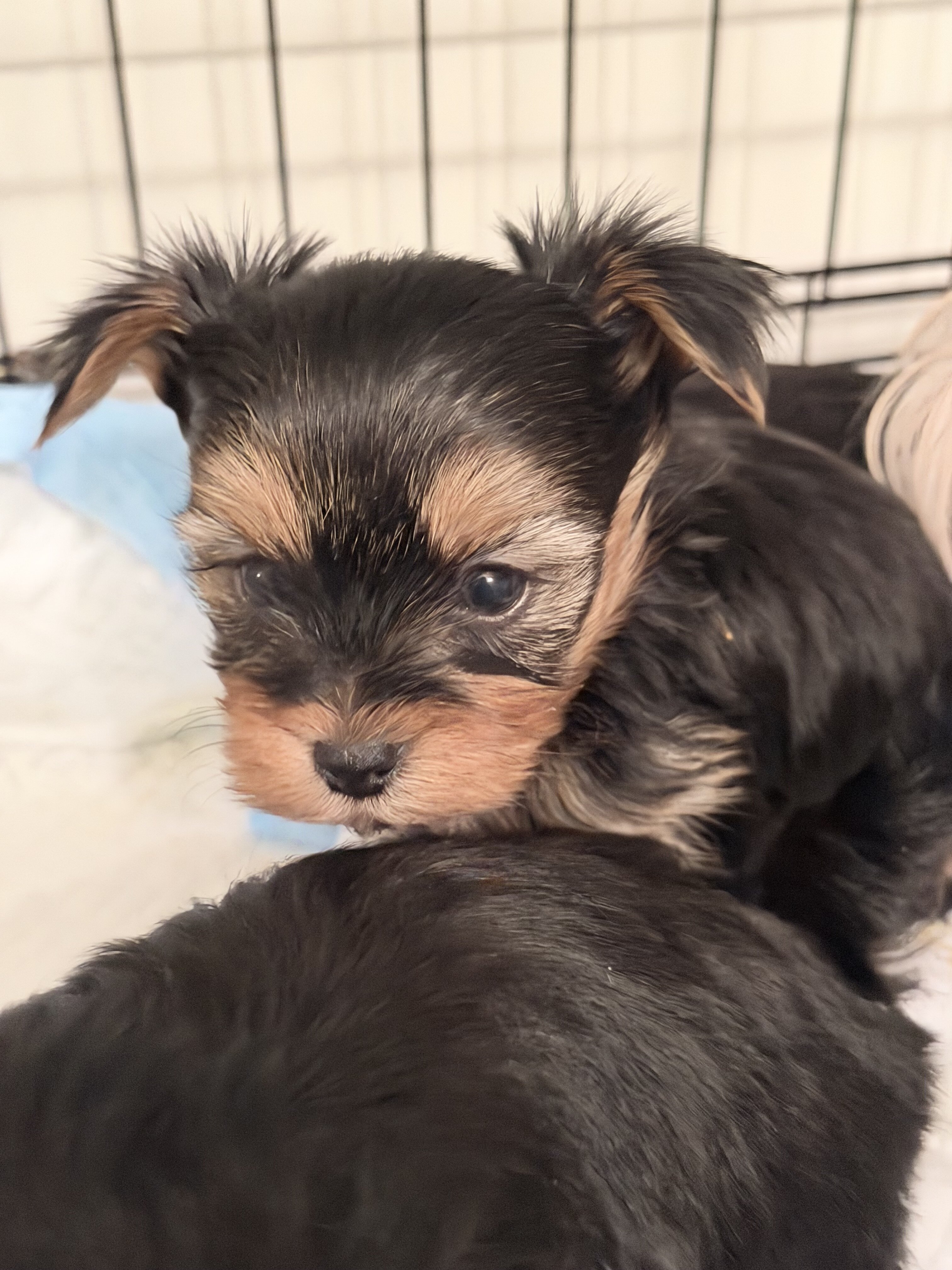 Beautiful more cute puppies for sale image 5