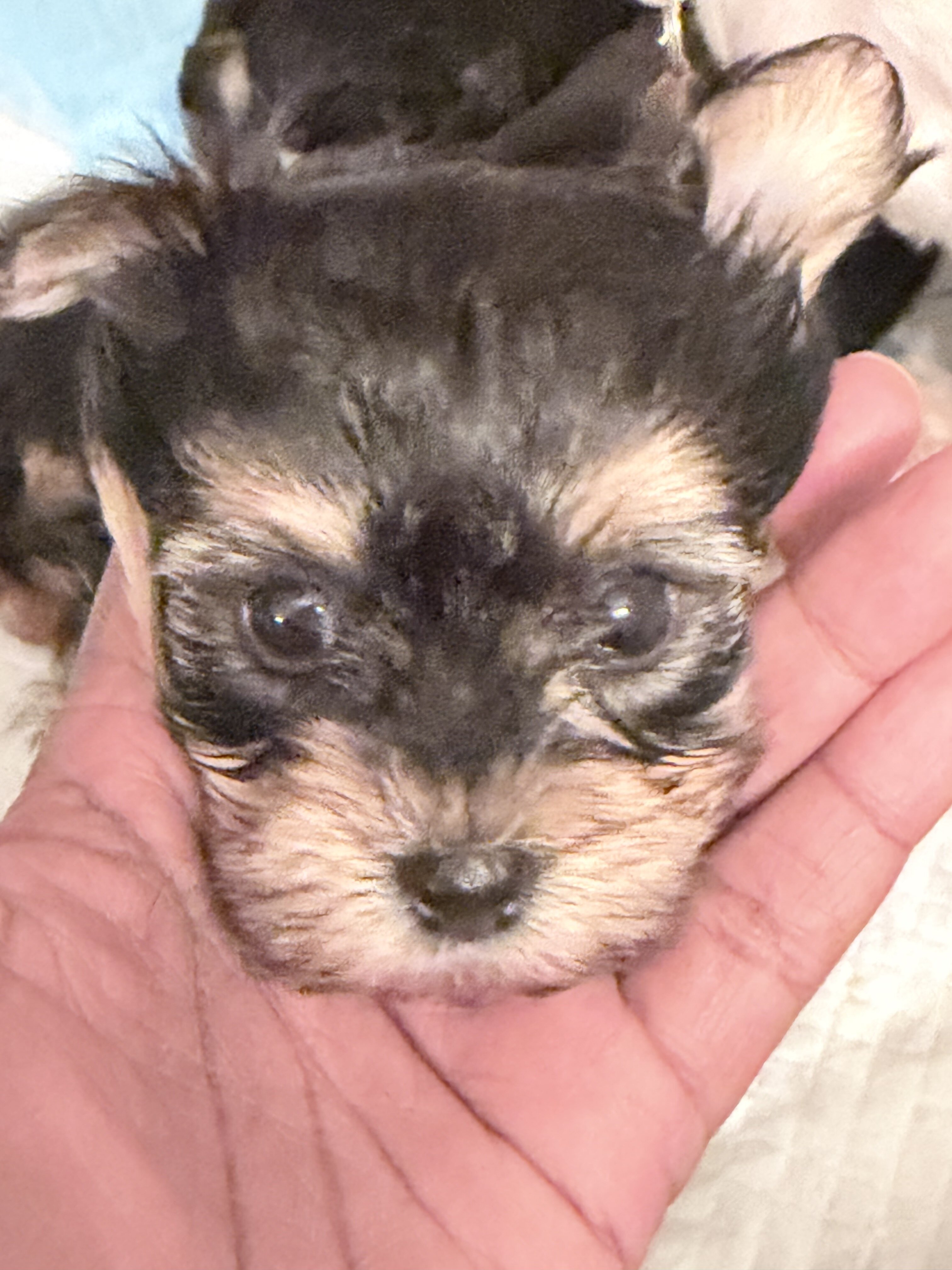 Beautiful more cute puppies for sale image 1