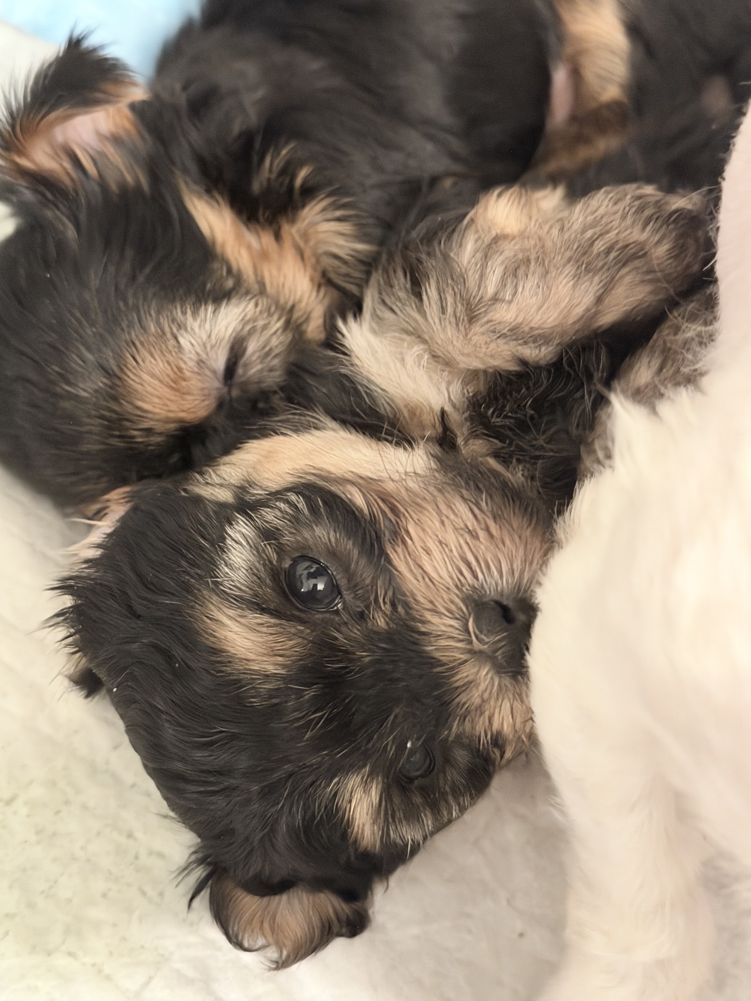 Beautiful more cute puppies for sale image 4