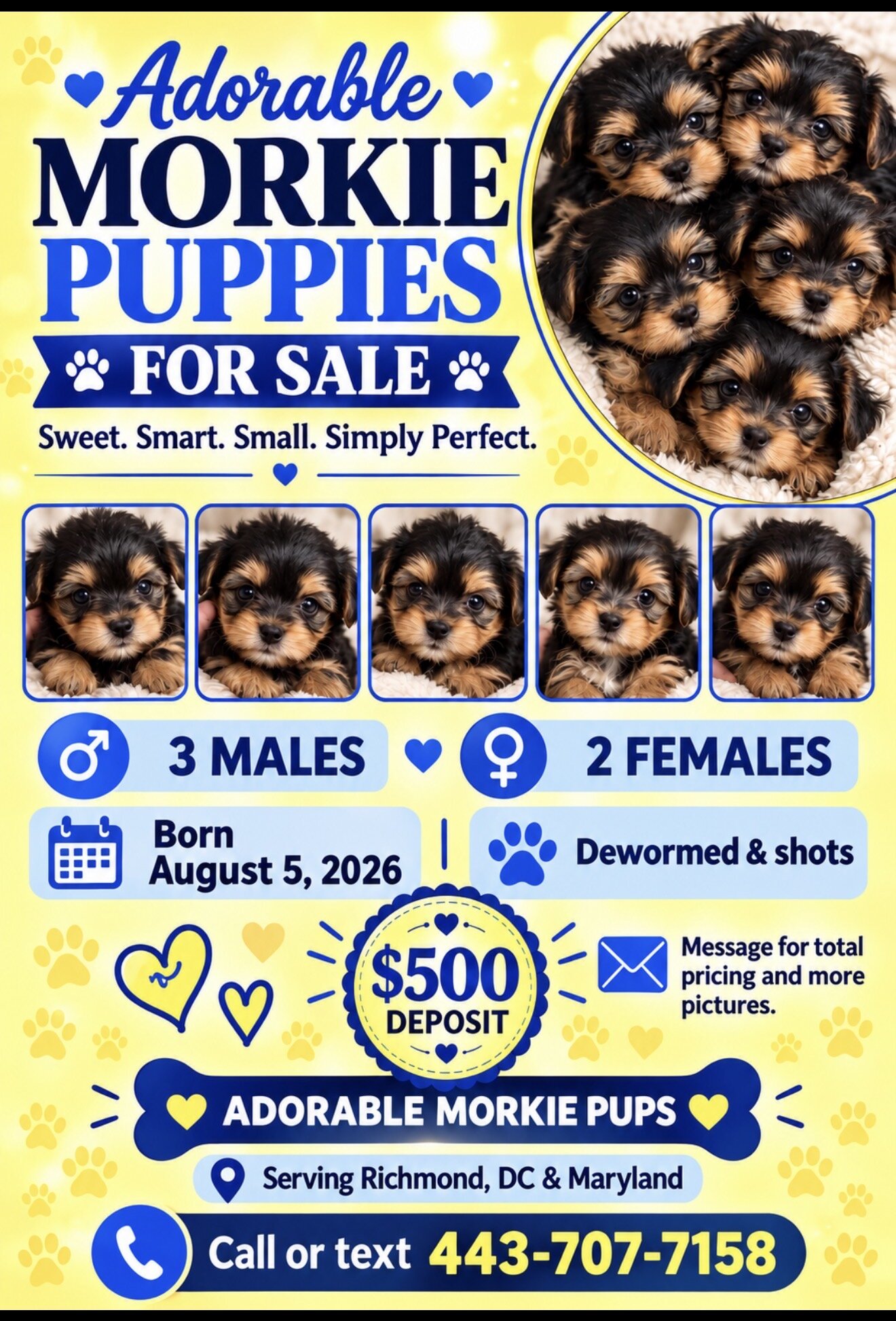 Beautiful more cute puppies for sale image 3