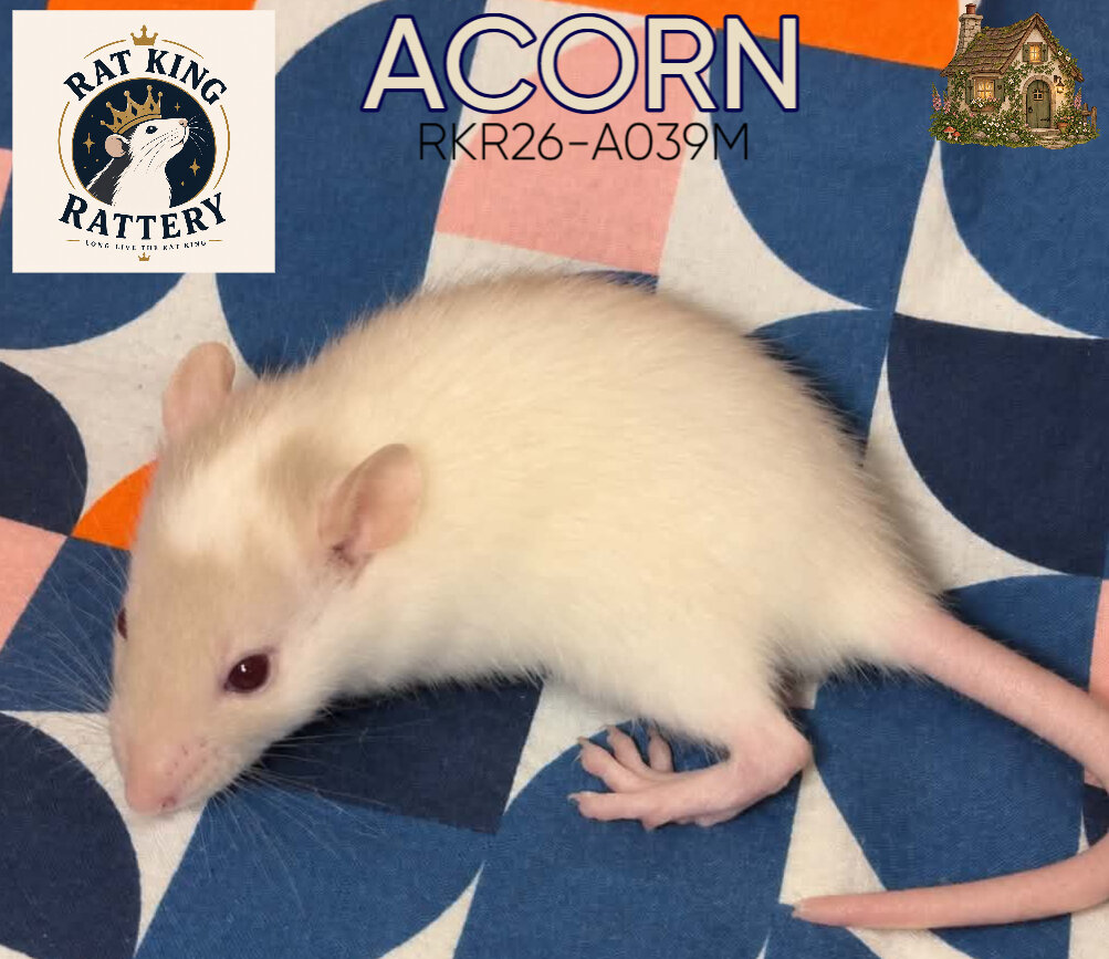 Pet Rat - Standard Male image 1
