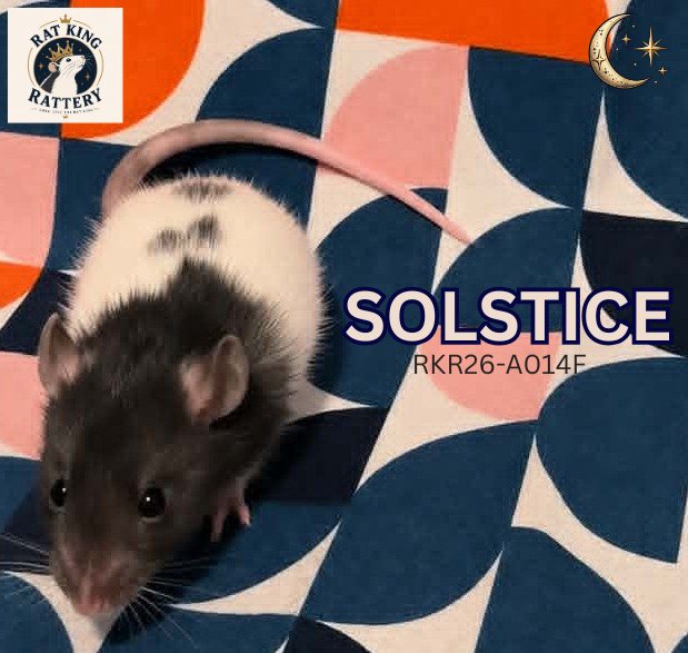Pet Rat - Female image 1