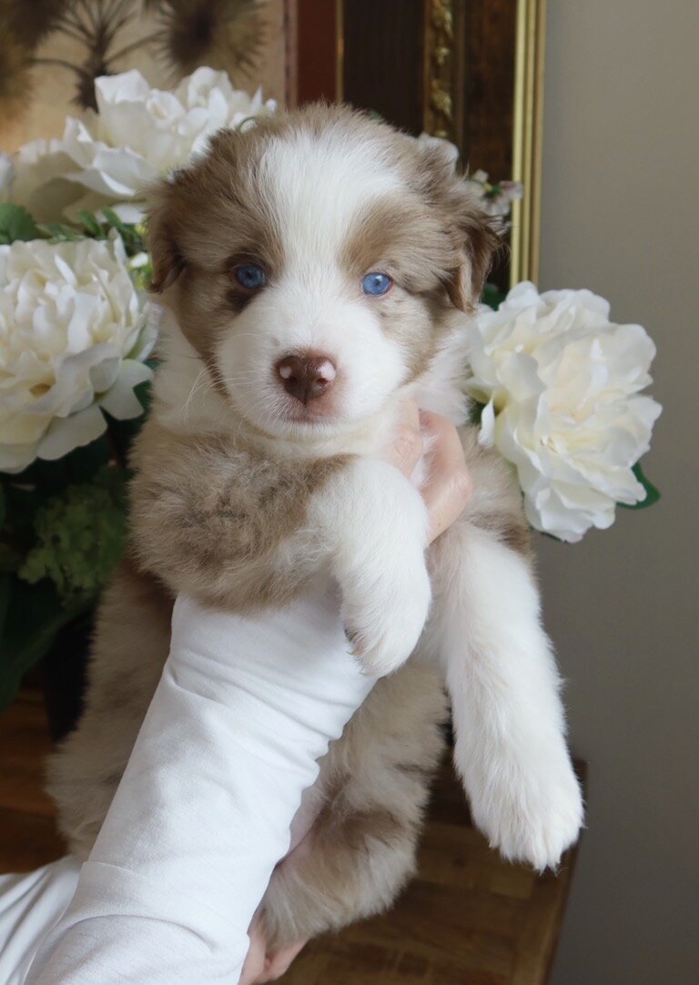Mini Australian Shepherd/samoyed puppies image 5