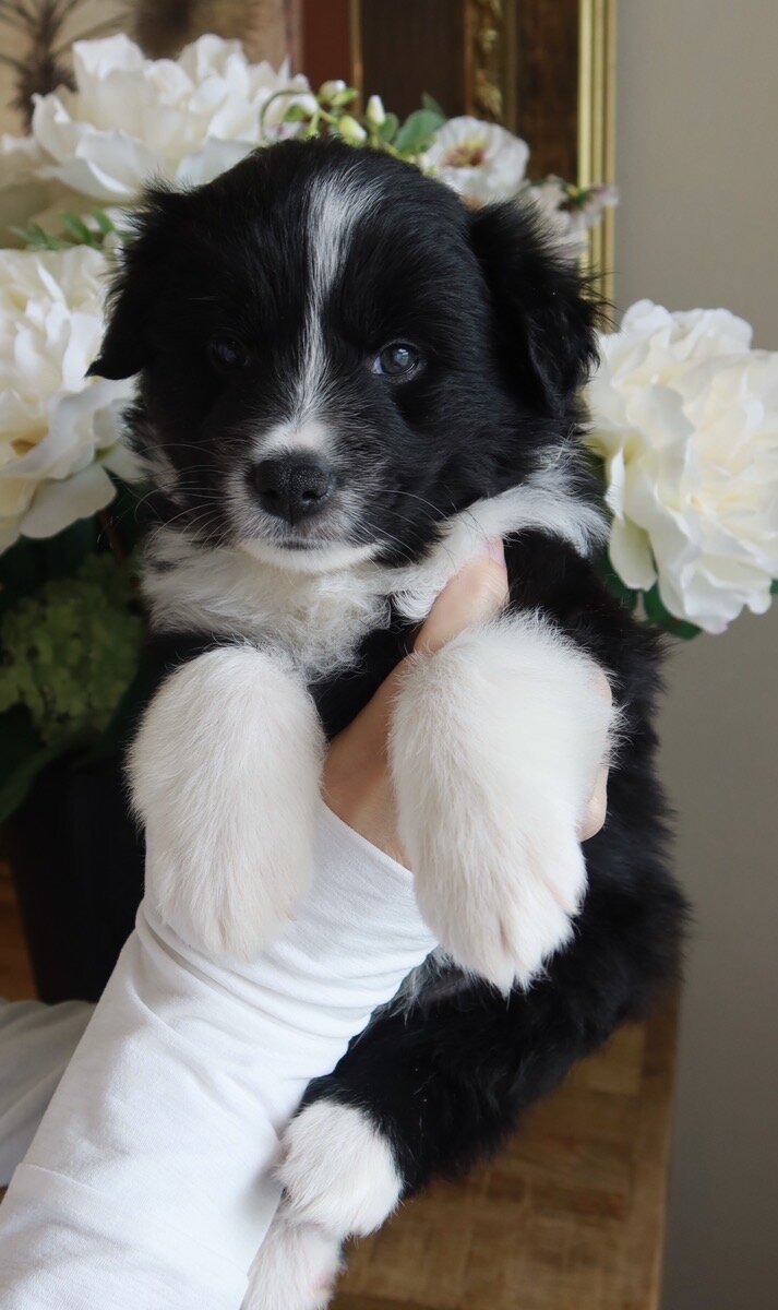 Mini Australian Shepherd/samoyed puppies image 3