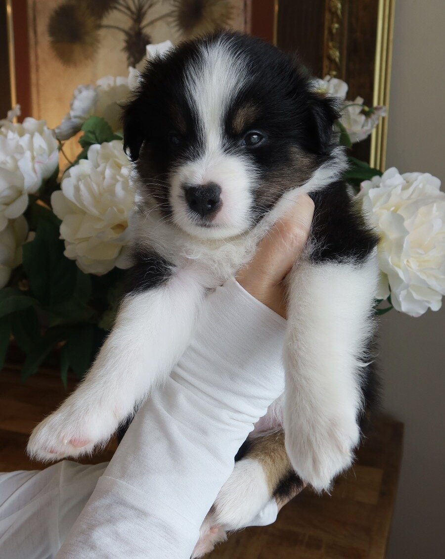 Mini Australian Shepherd/samoyed puppies image 2