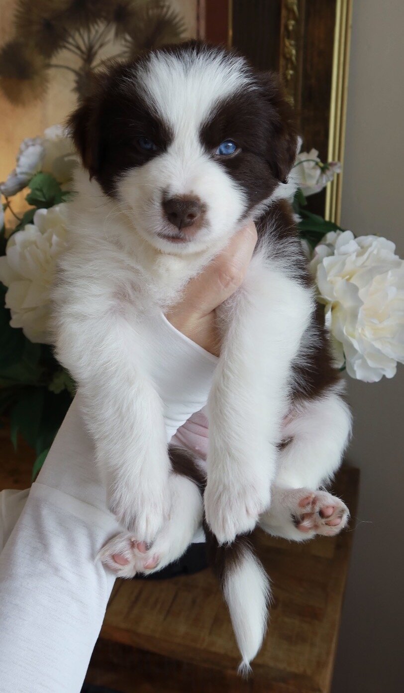 Mini Australian Shepherd/samoyed puppies image 4