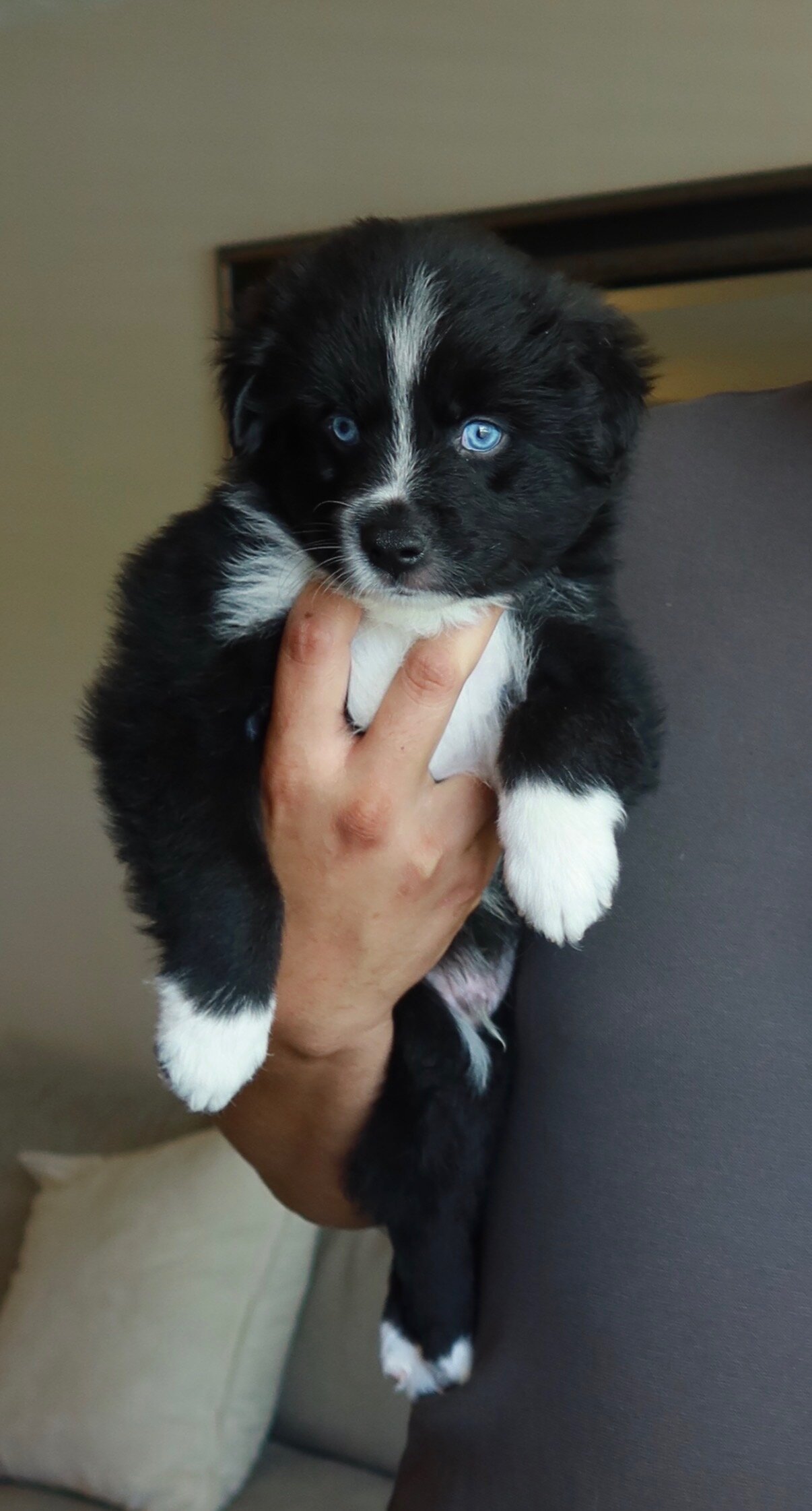 Mini Australian Shepherd/samoyed puppies image 6