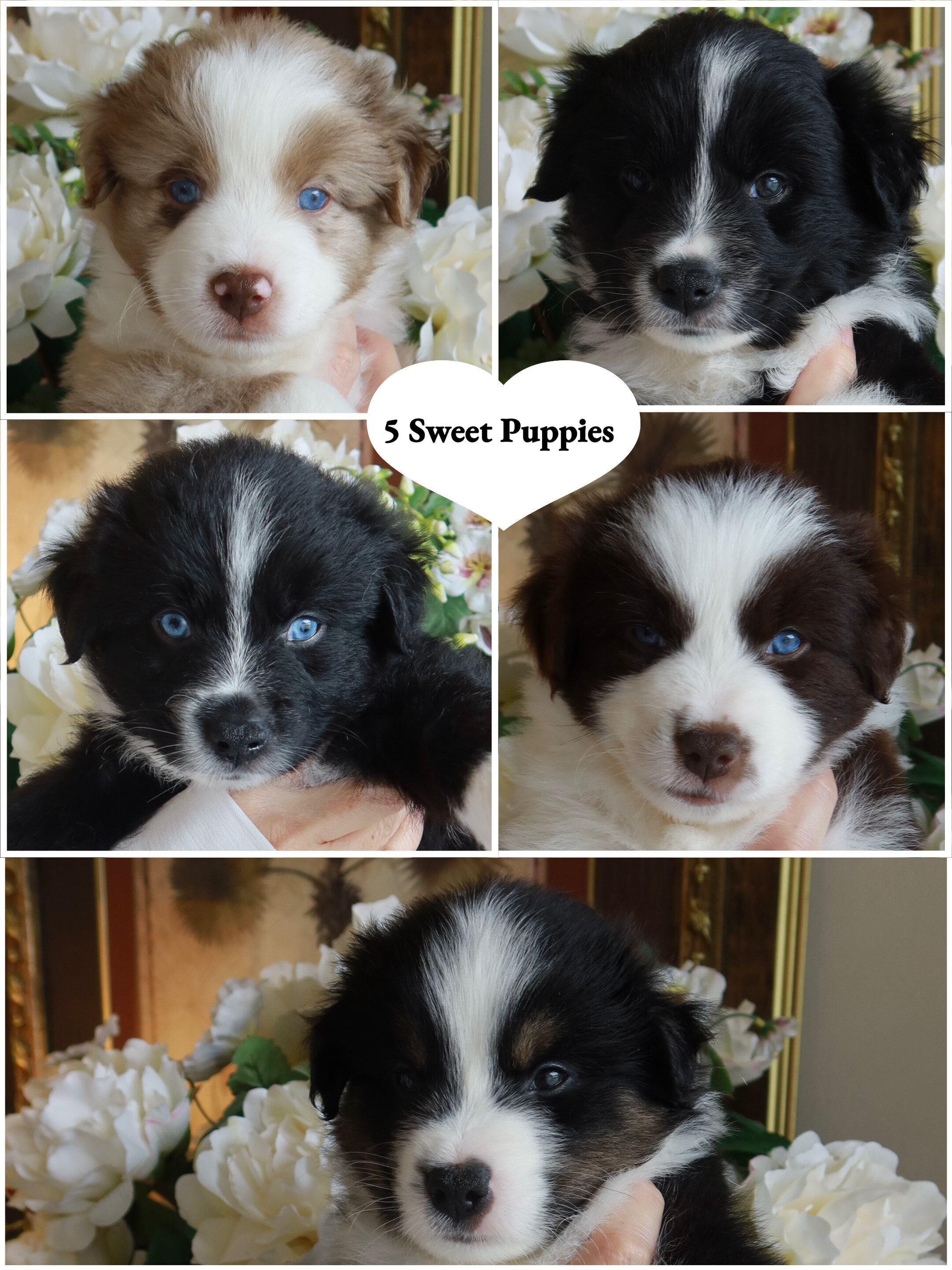 Mini Australian Shepherd/samoyed puppies image 7
