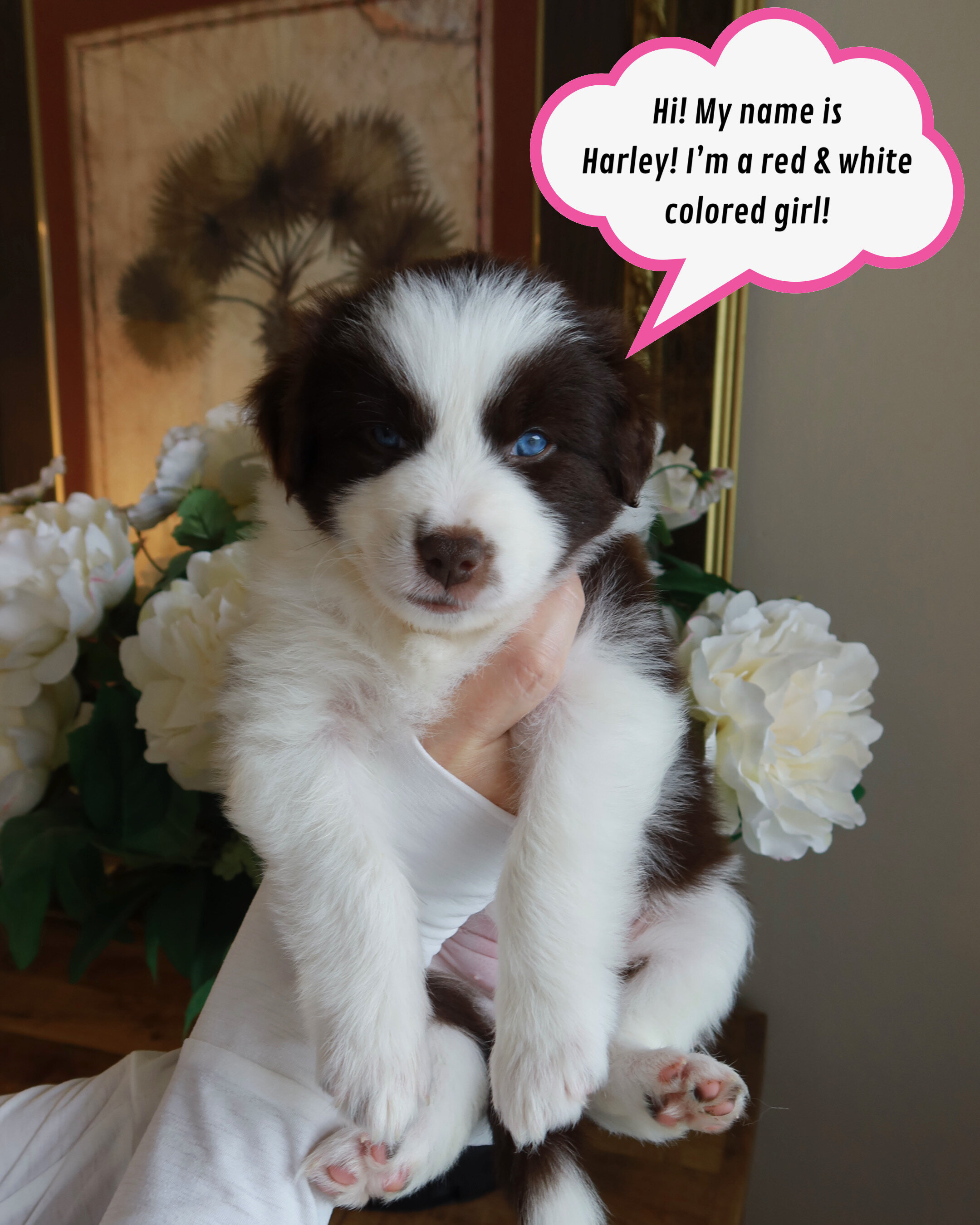Mini Australian Shepherd/samoyed puppies image 1