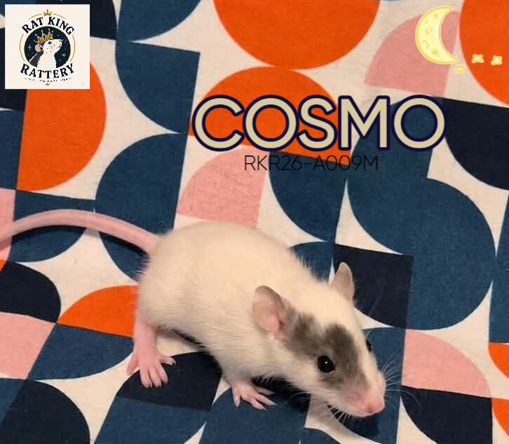 Pet Rat - Standard Male - Cosmo image 1