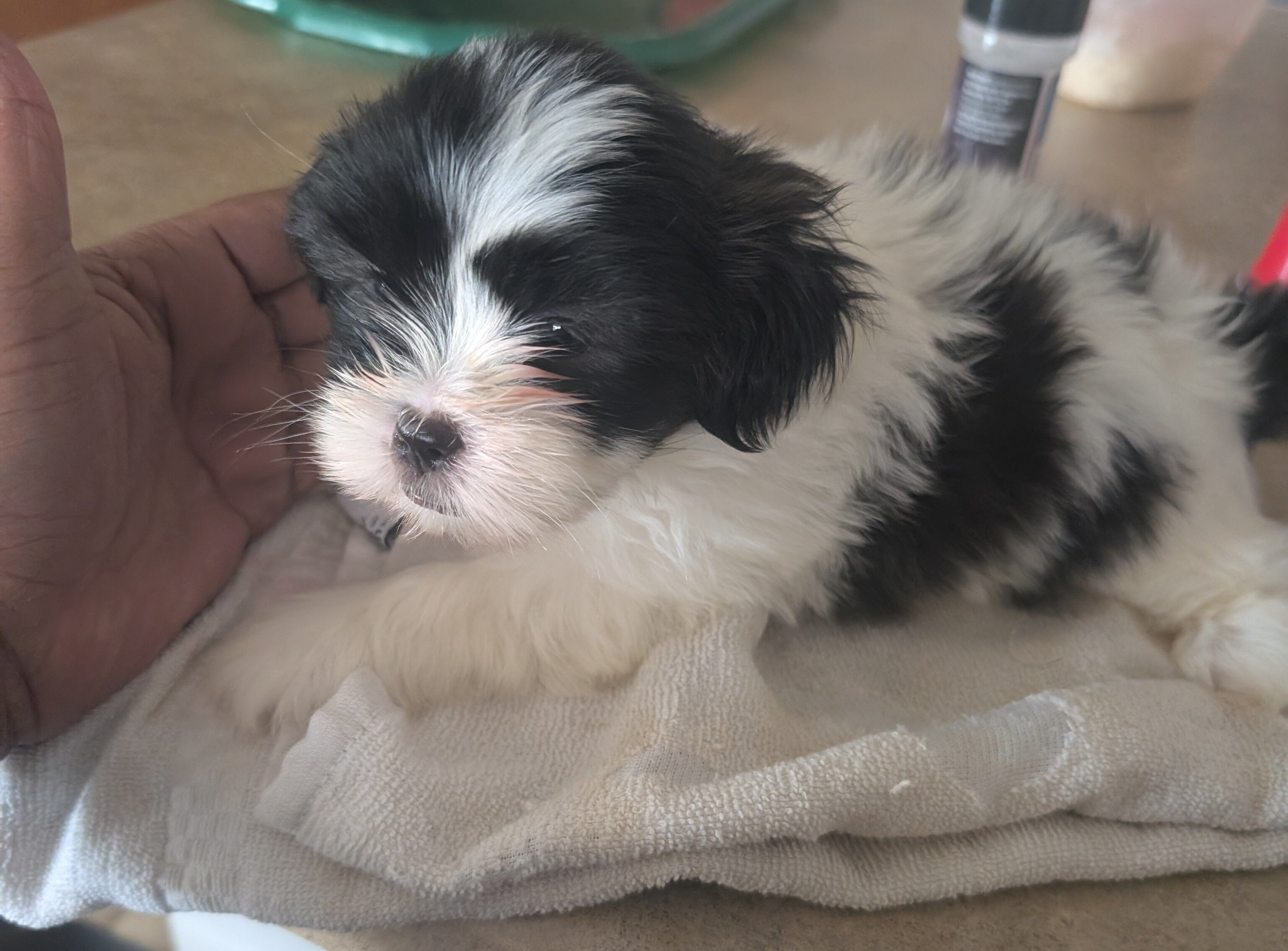 Puppies image 1