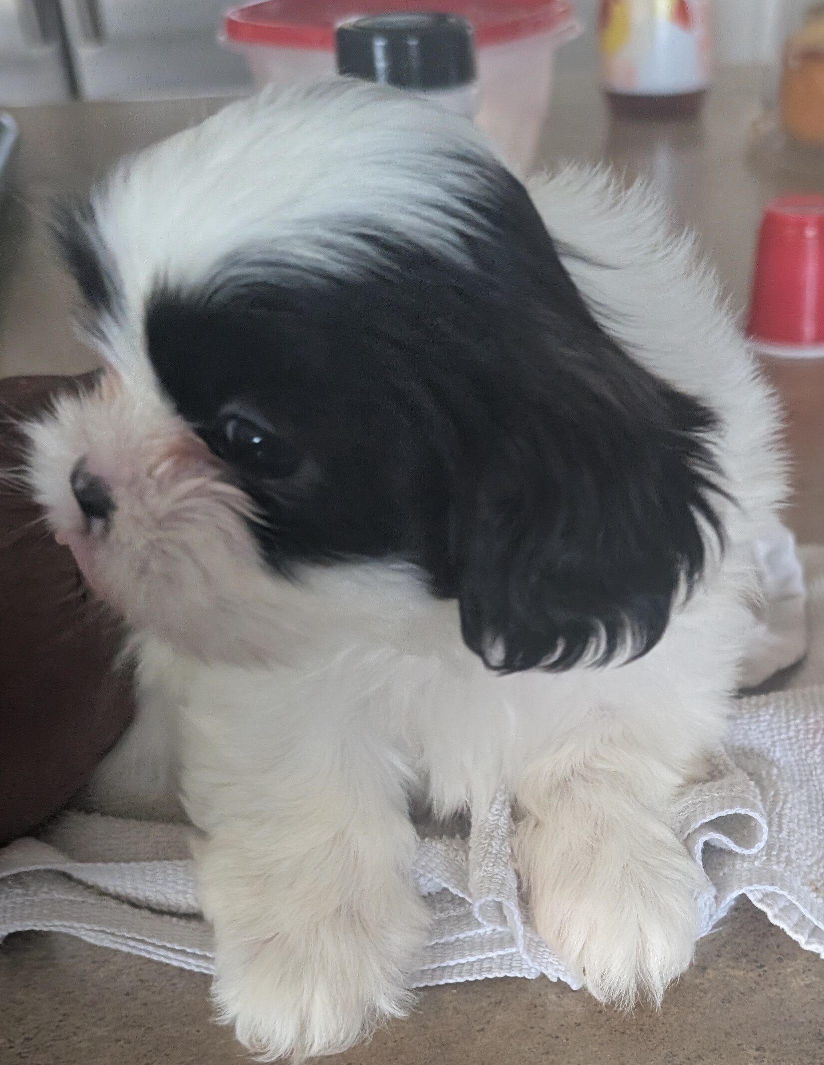Puppies image 2