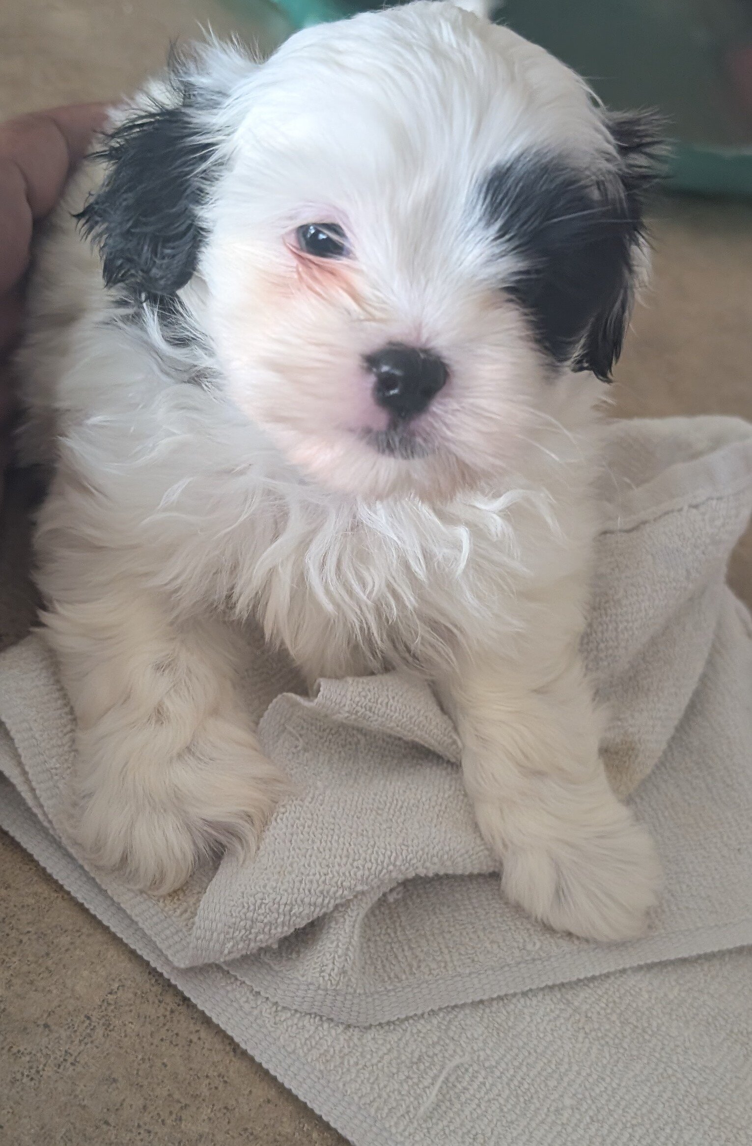 Puppies image 3