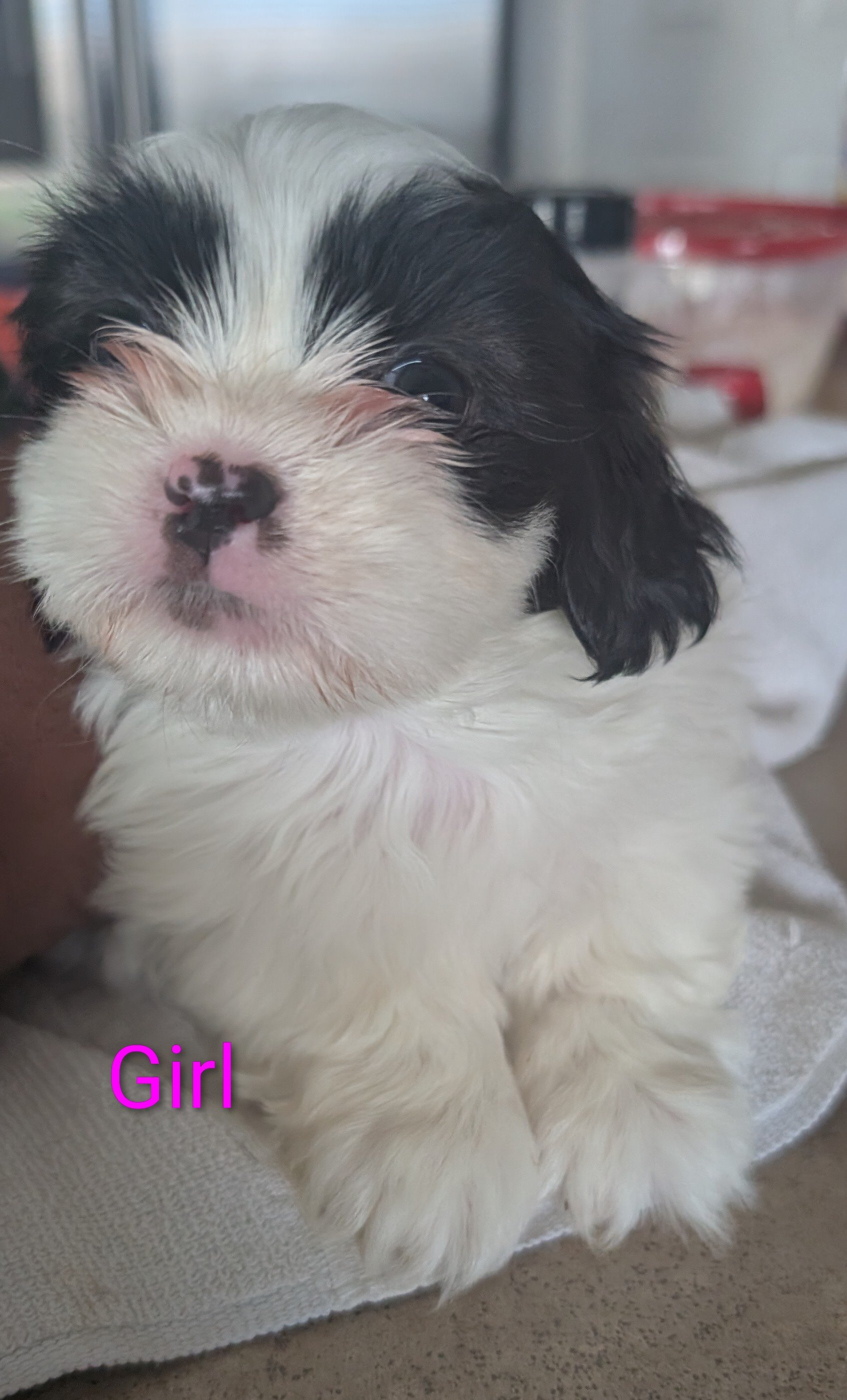Puppies image 4