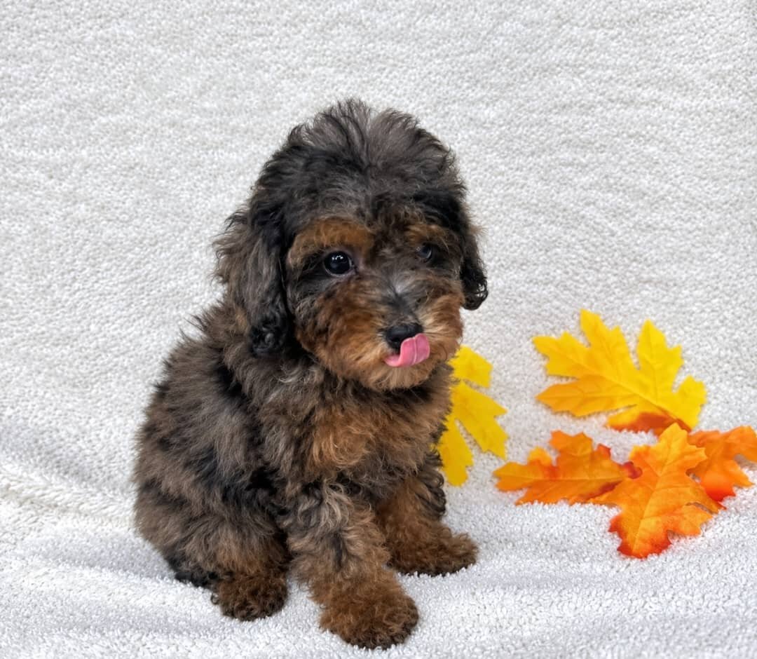 Winnie image 1