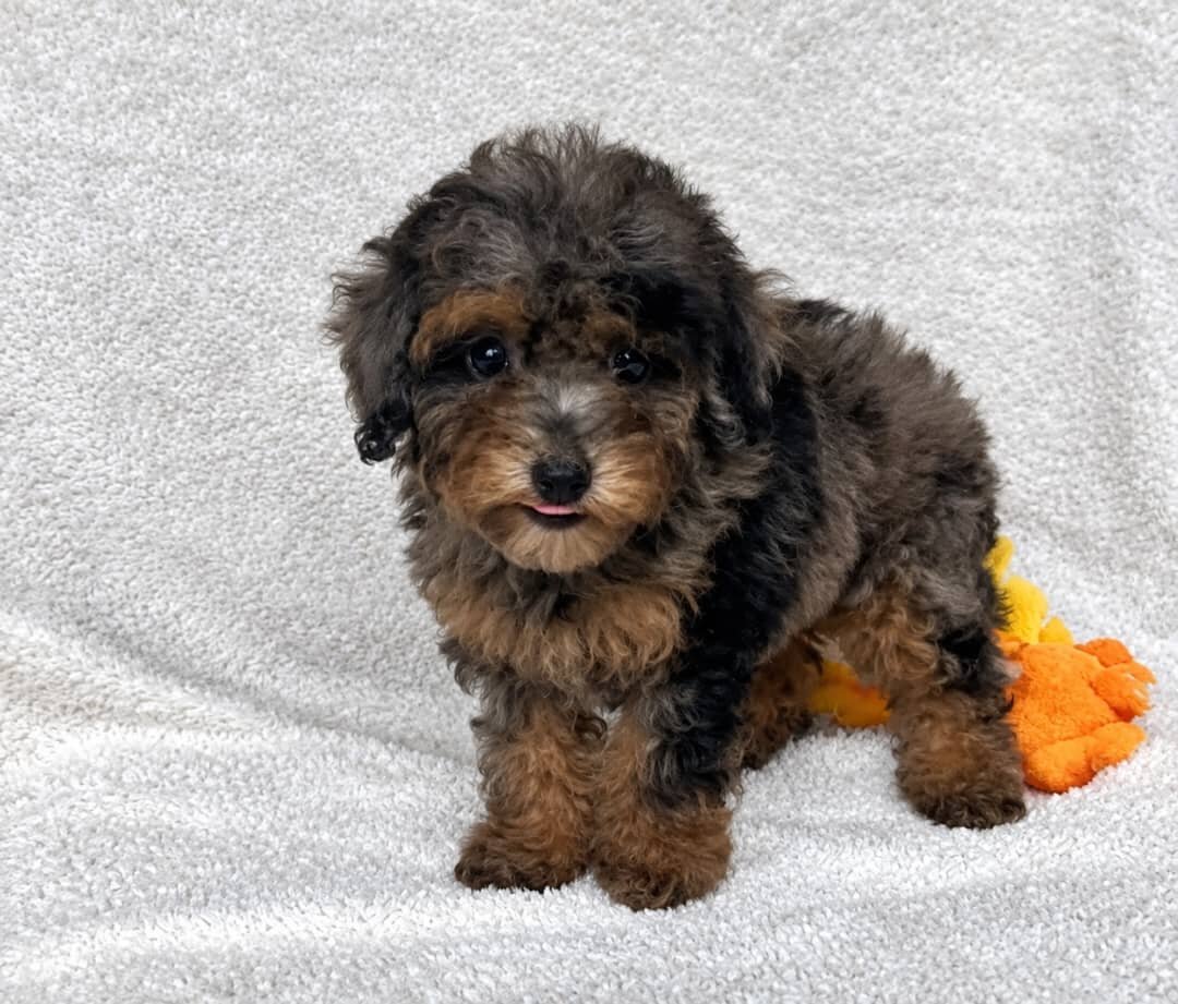 Winnie image 2