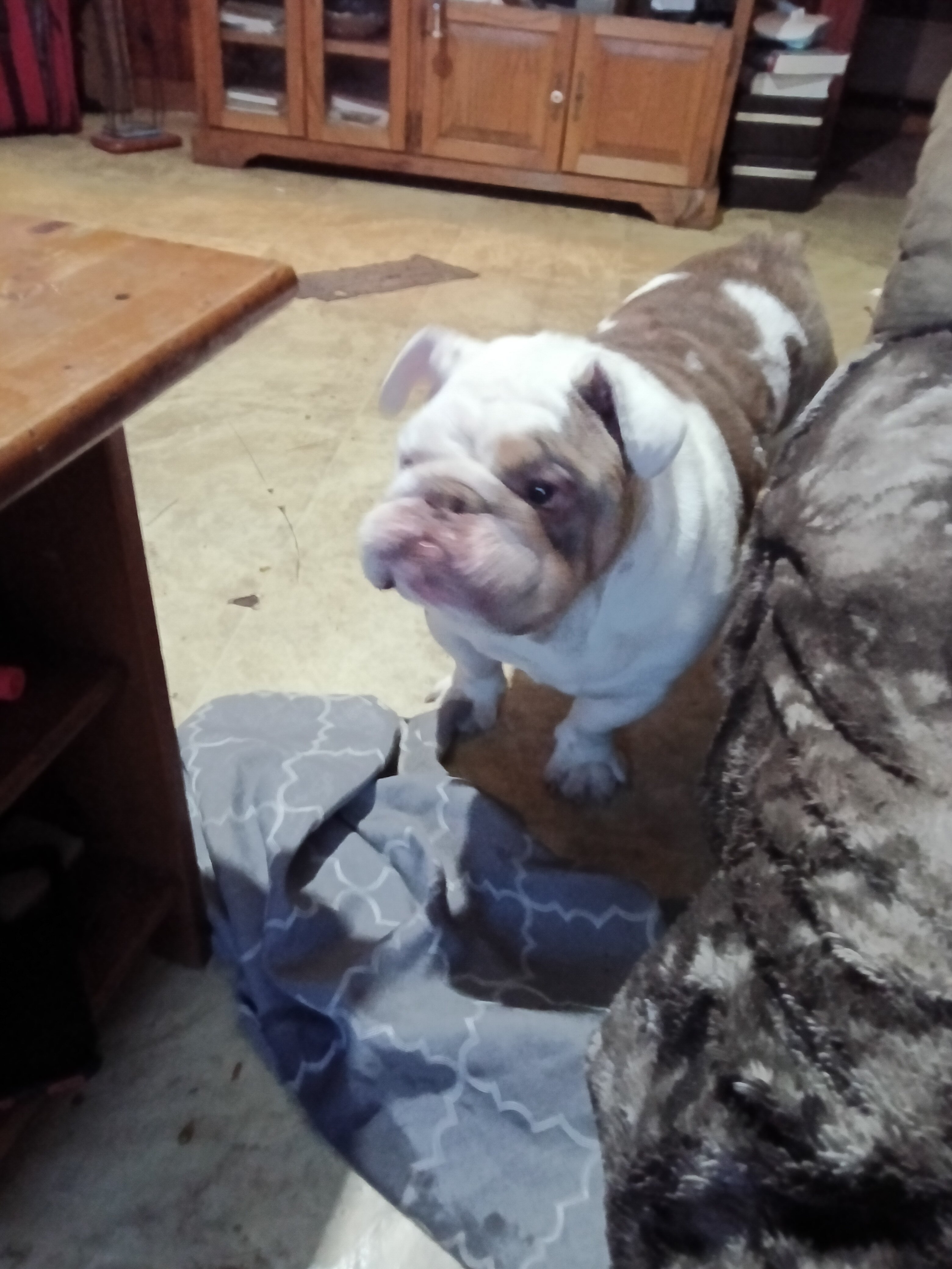 English bulldog image 2