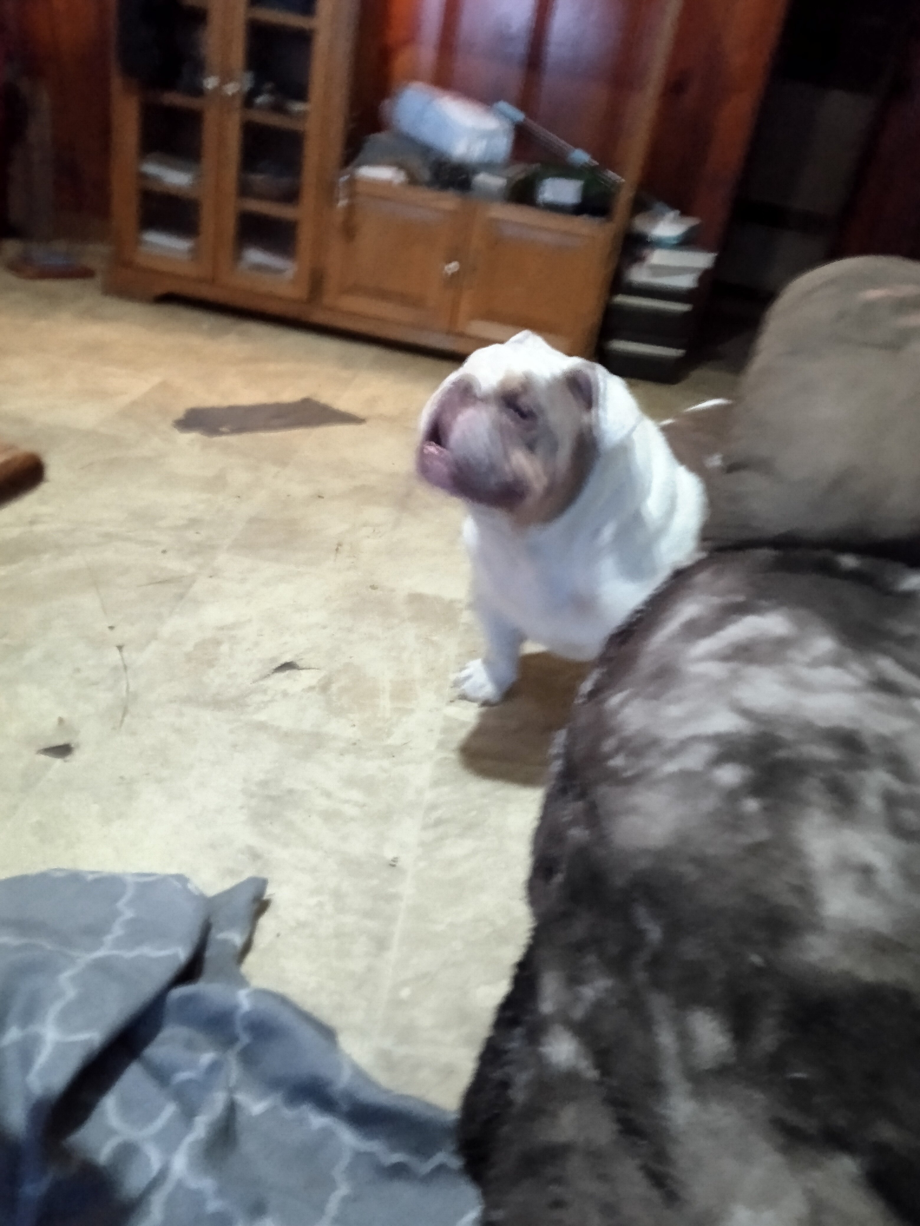 English bulldog image 1