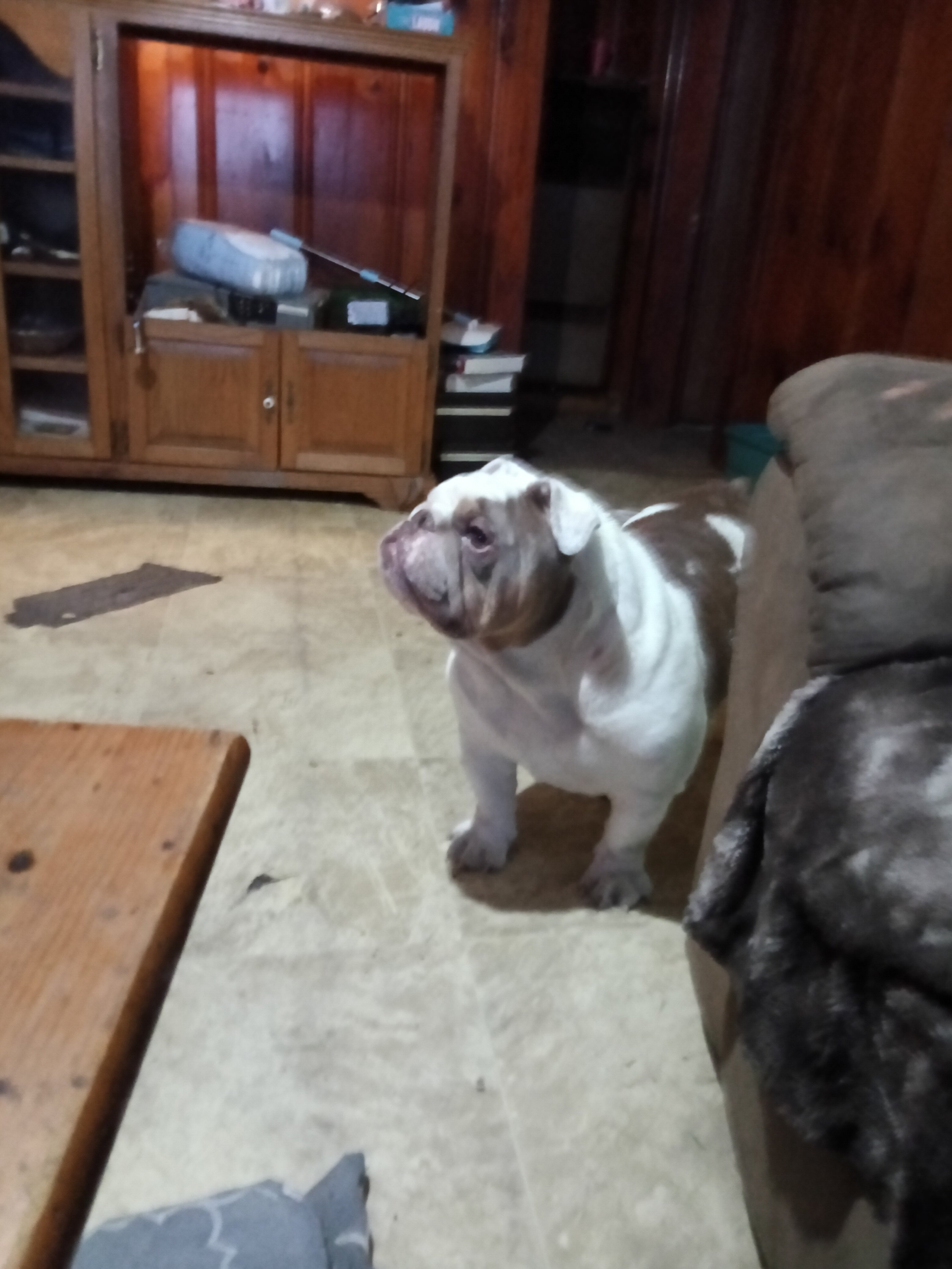 English bulldog image 3
