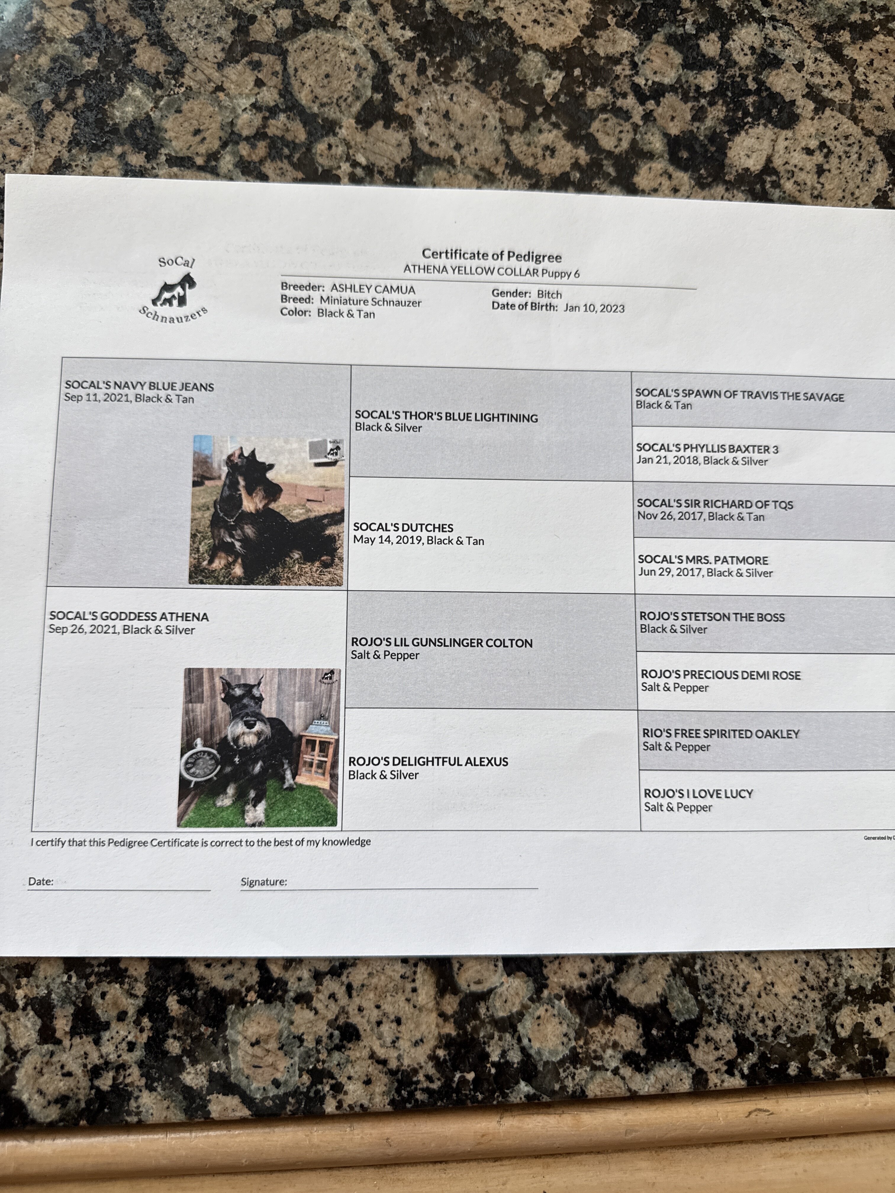 AKC-Registered Female Mini Schnauzer — 3.5 Y/O image 2