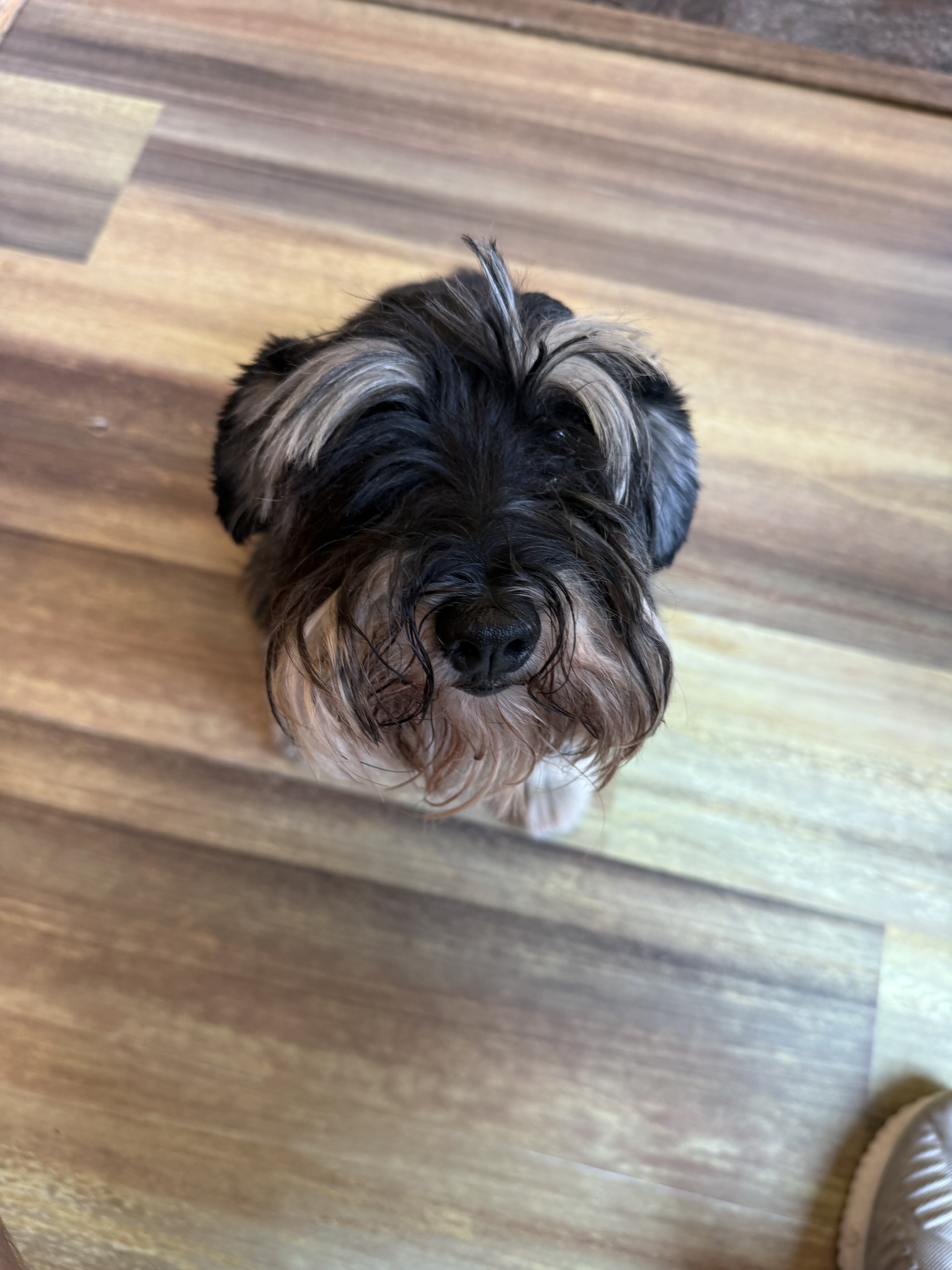 AKC-Registered Female Mini Schnauzer — 3.5 Y/O image 5