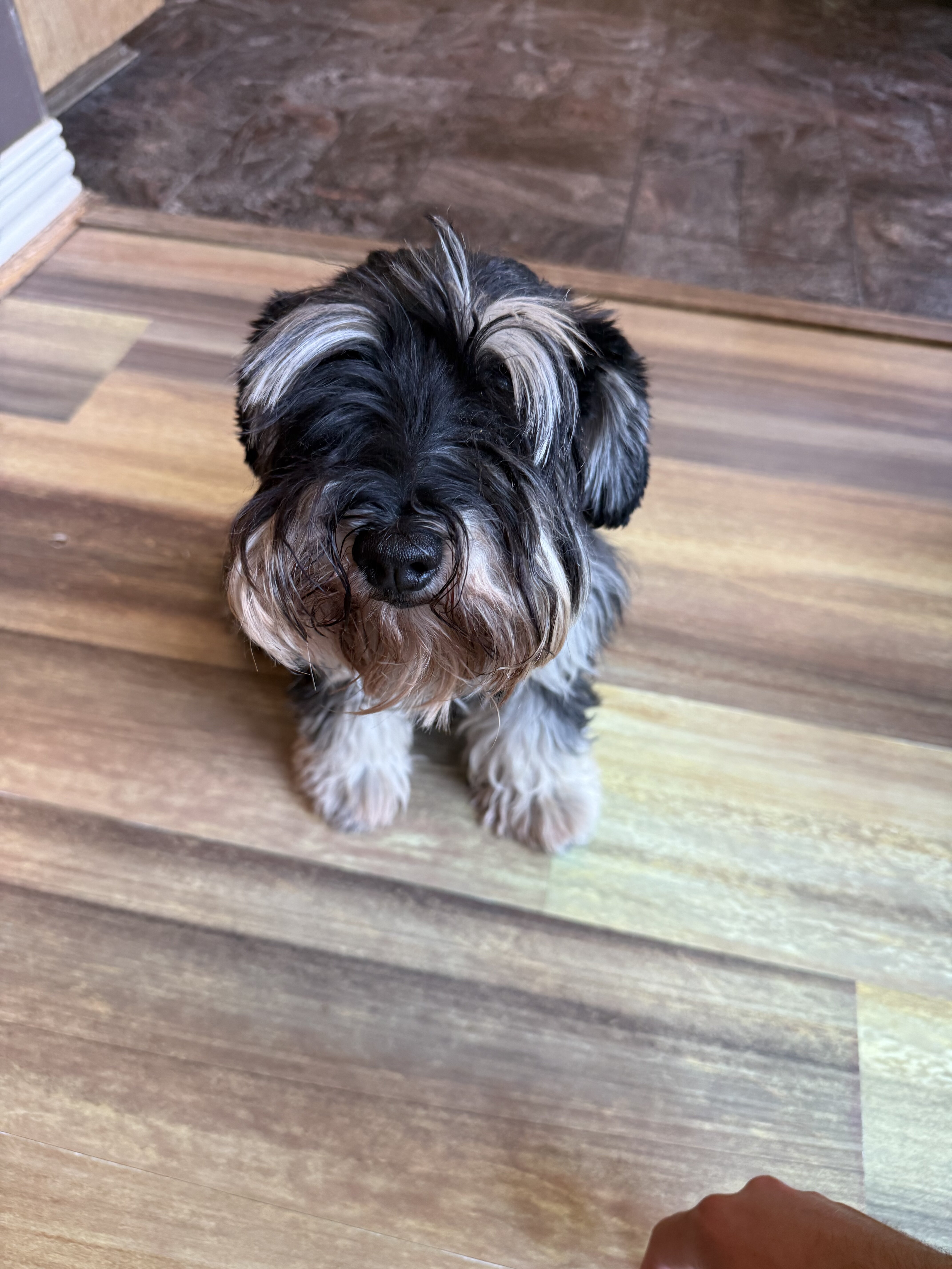 AKC-Registered Female Mini Schnauzer — 3.5 Y/O image 1