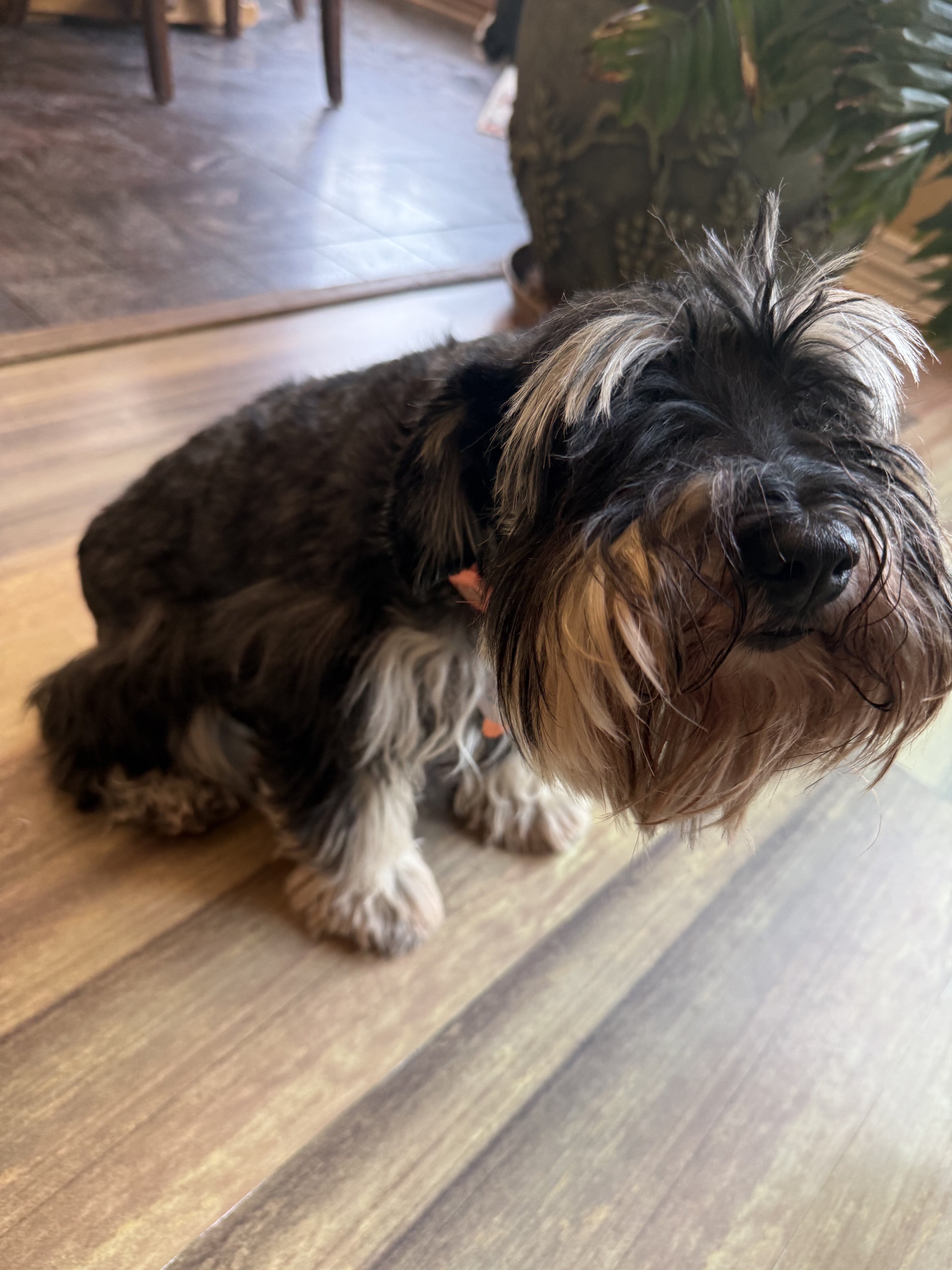 AKC-Registered Female Mini Schnauzer — 3.5 Y/O image 4