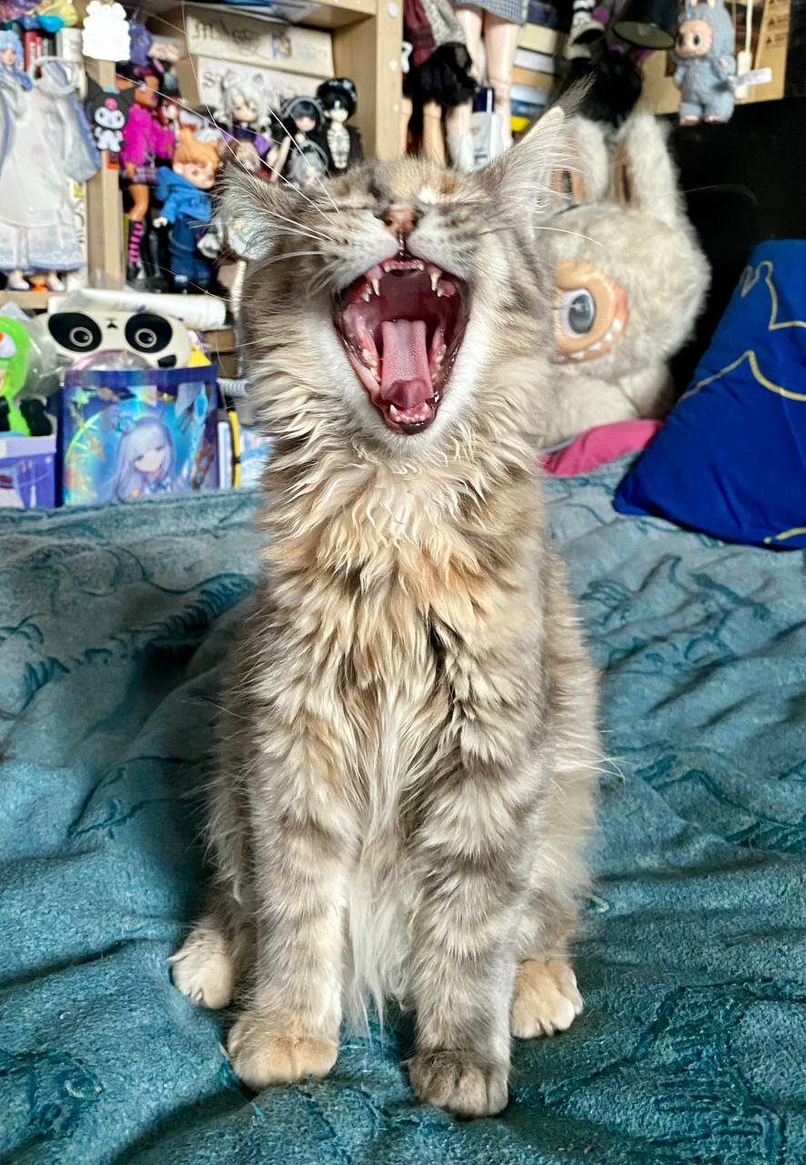 Terry one of our little Maine coon image 3