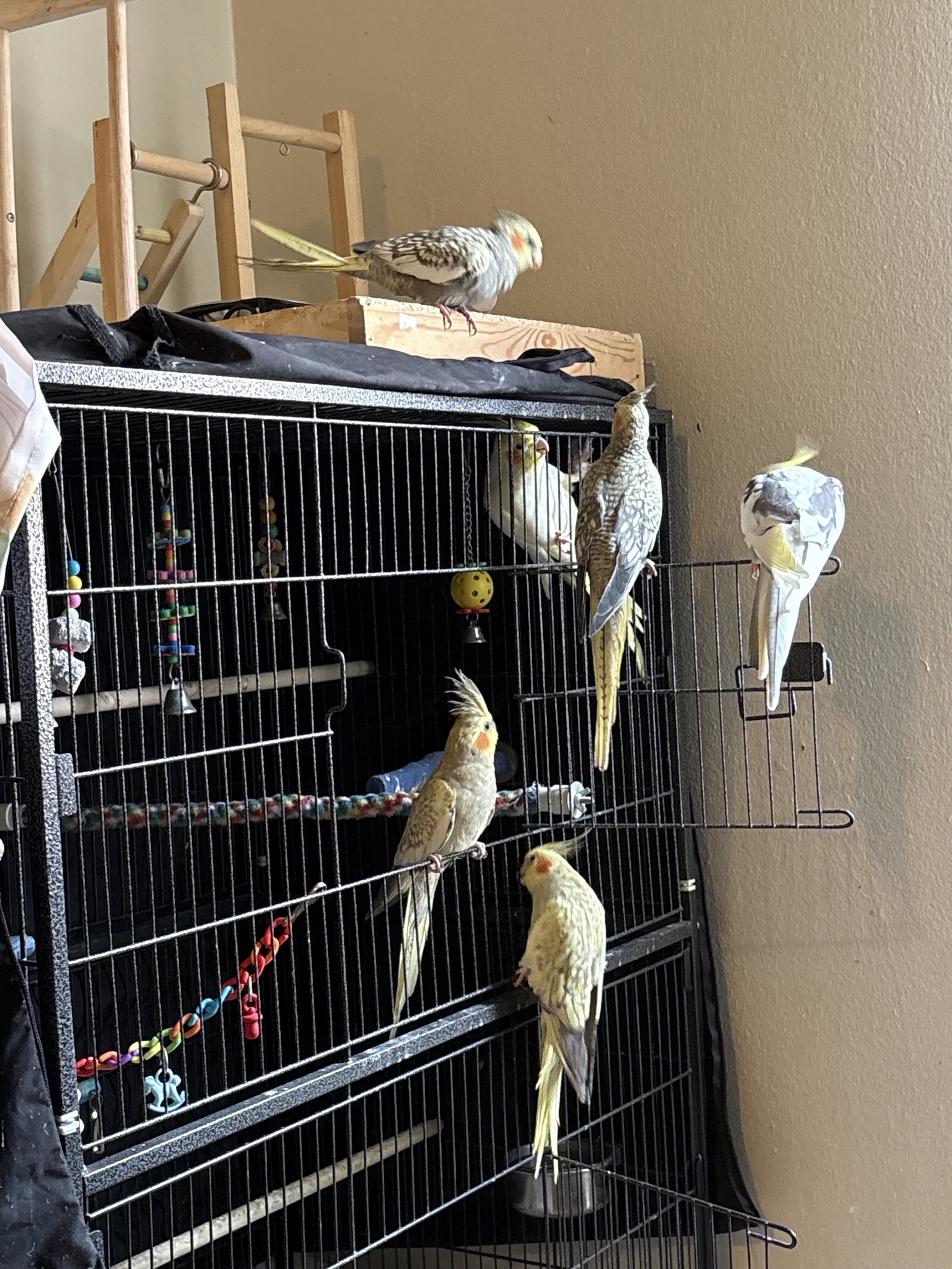 Cockatiel image 1