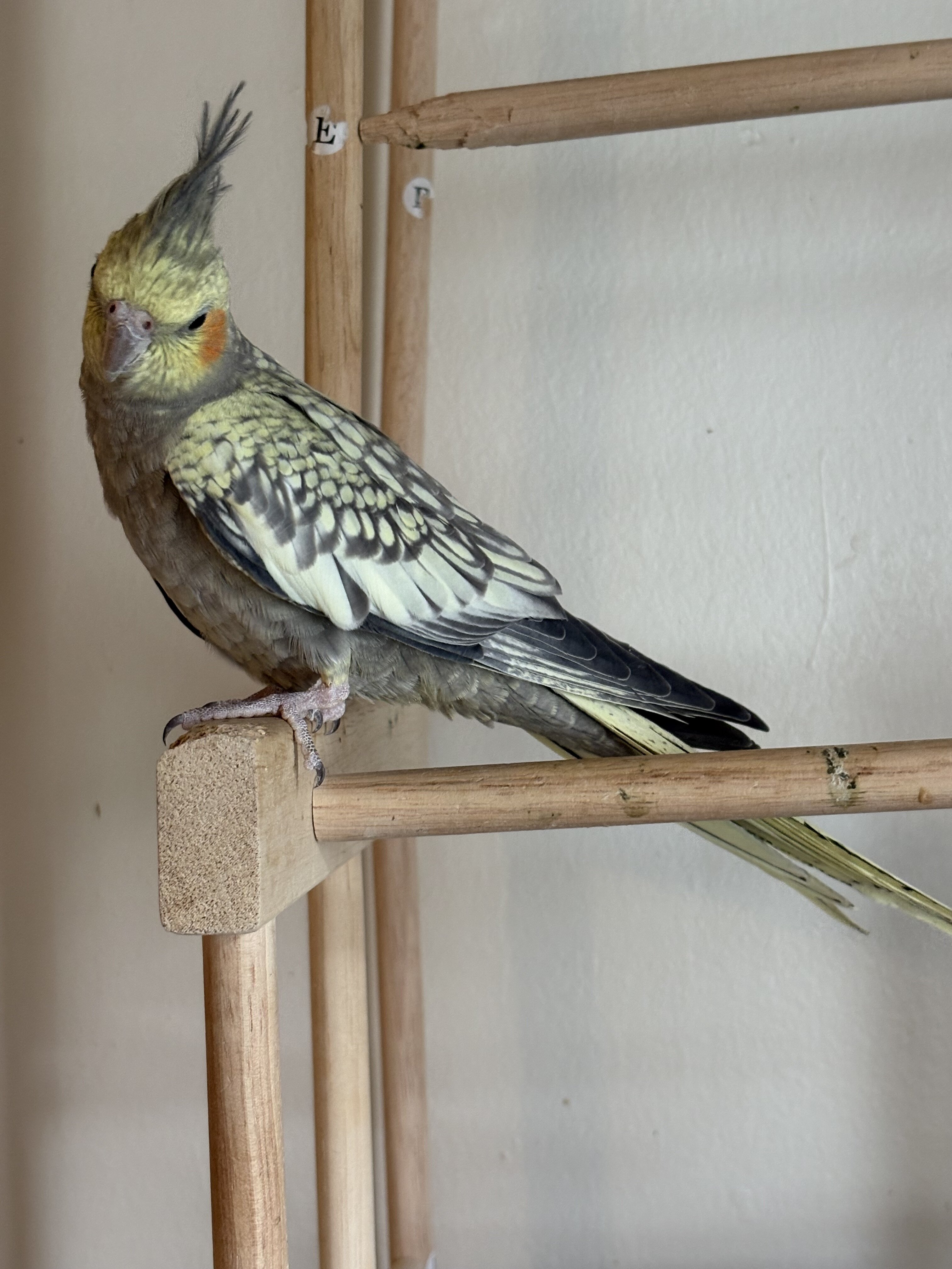 Cockatiel image 2